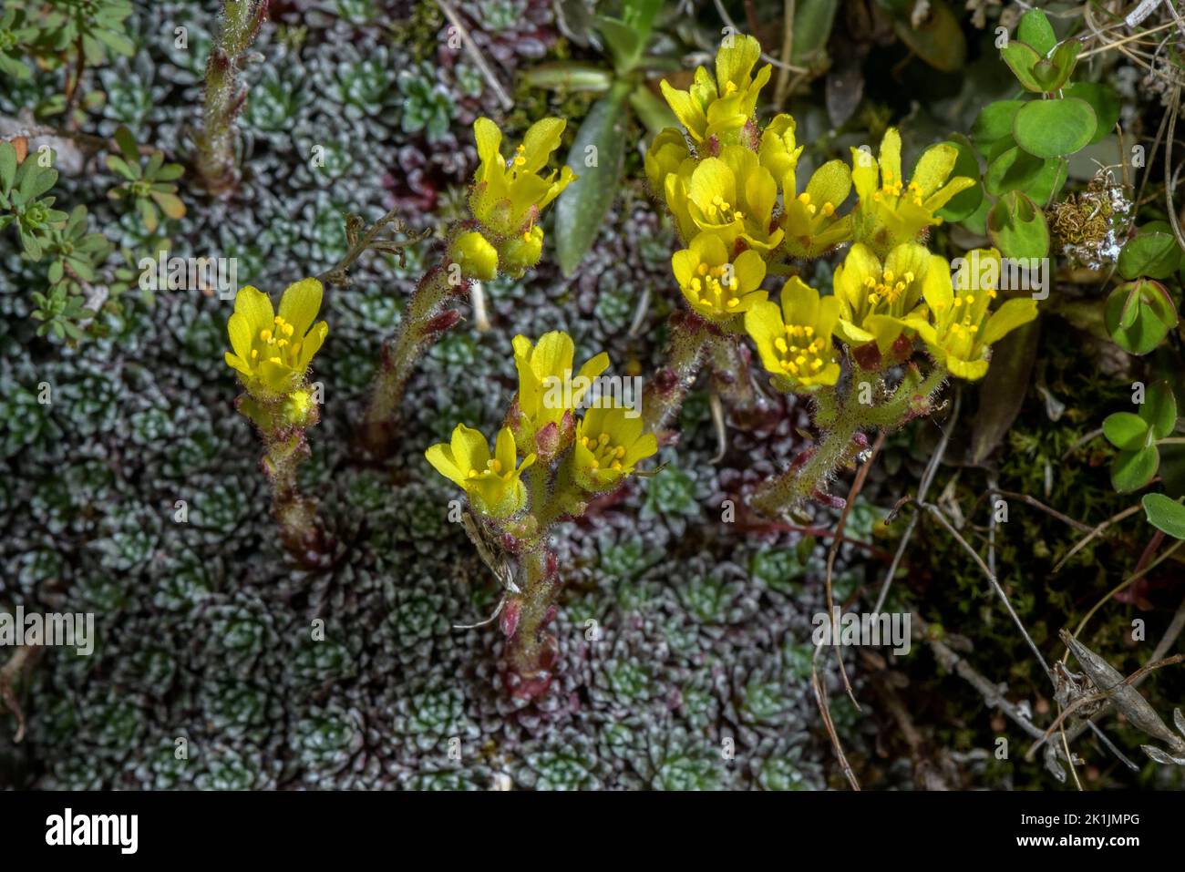 Yellow Saxifrage, Saxifraga aretioides on rocks, high in the Pyrenees. Stock Photo