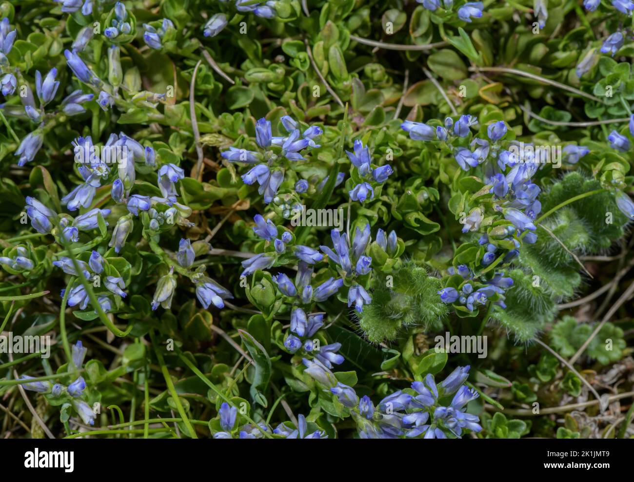 Alpine Milkwort, Polygala alpina in flower in alpine turf. Stock Photo