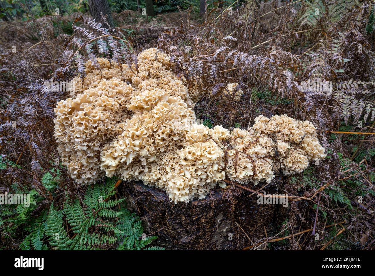 Cauliflower Fungus; Sparassis crispa; large growth on rotting tree stump Norfolk, October Stock Photo