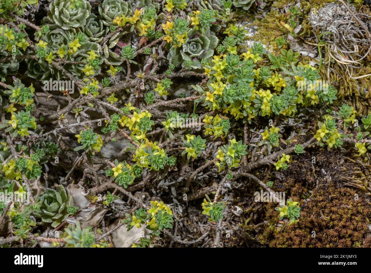 A Sparrow-wort, Thymelaea dioica in flower on calcareous rocks, Pyrenees. Stock Photo