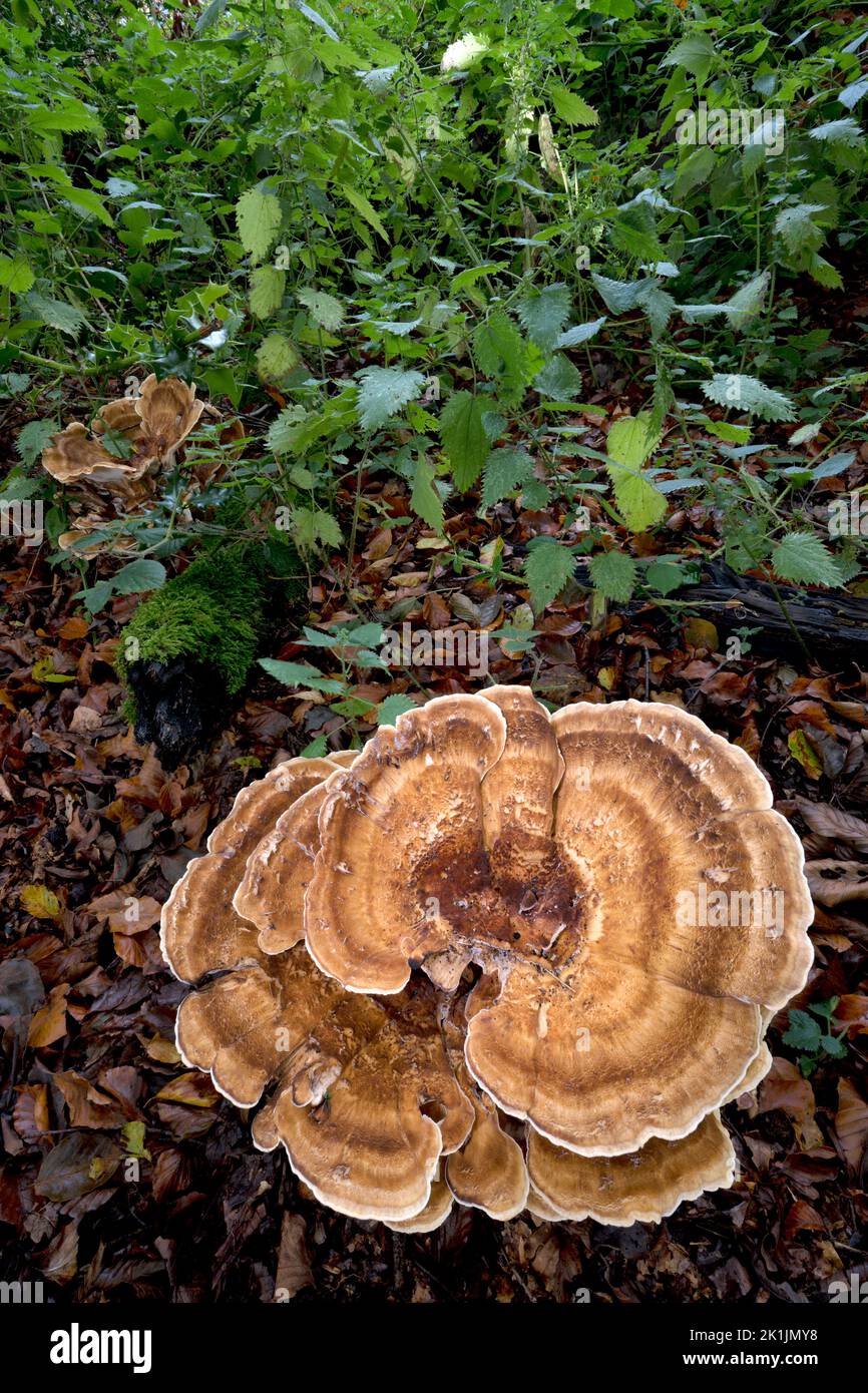Giant Polycore Giant Polypore, Meriplus giganteus Norfolk, October Stock Photo - Alamy