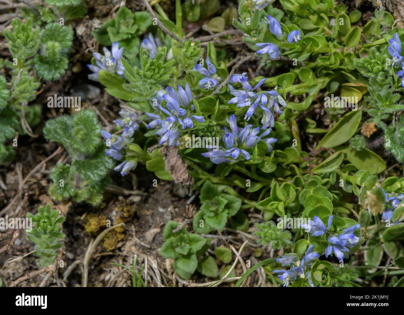 Alpine Milkwort, Polygala alpina in flower in high pasture, Pyrenees. Stock Photo