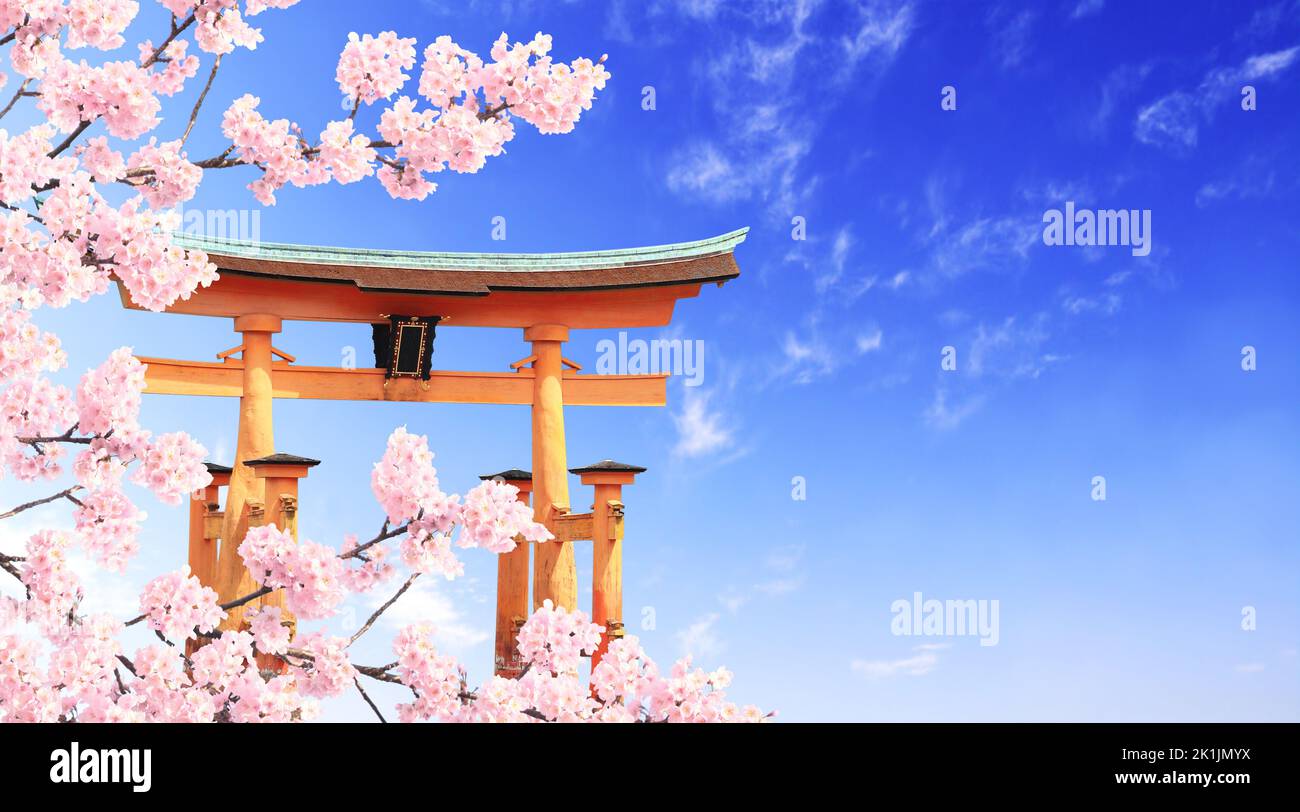 Branch of the blooming sakura with pink flowers and Torii gate on blue sky background. Spring sakura blossoming season in Japan Stock Photo