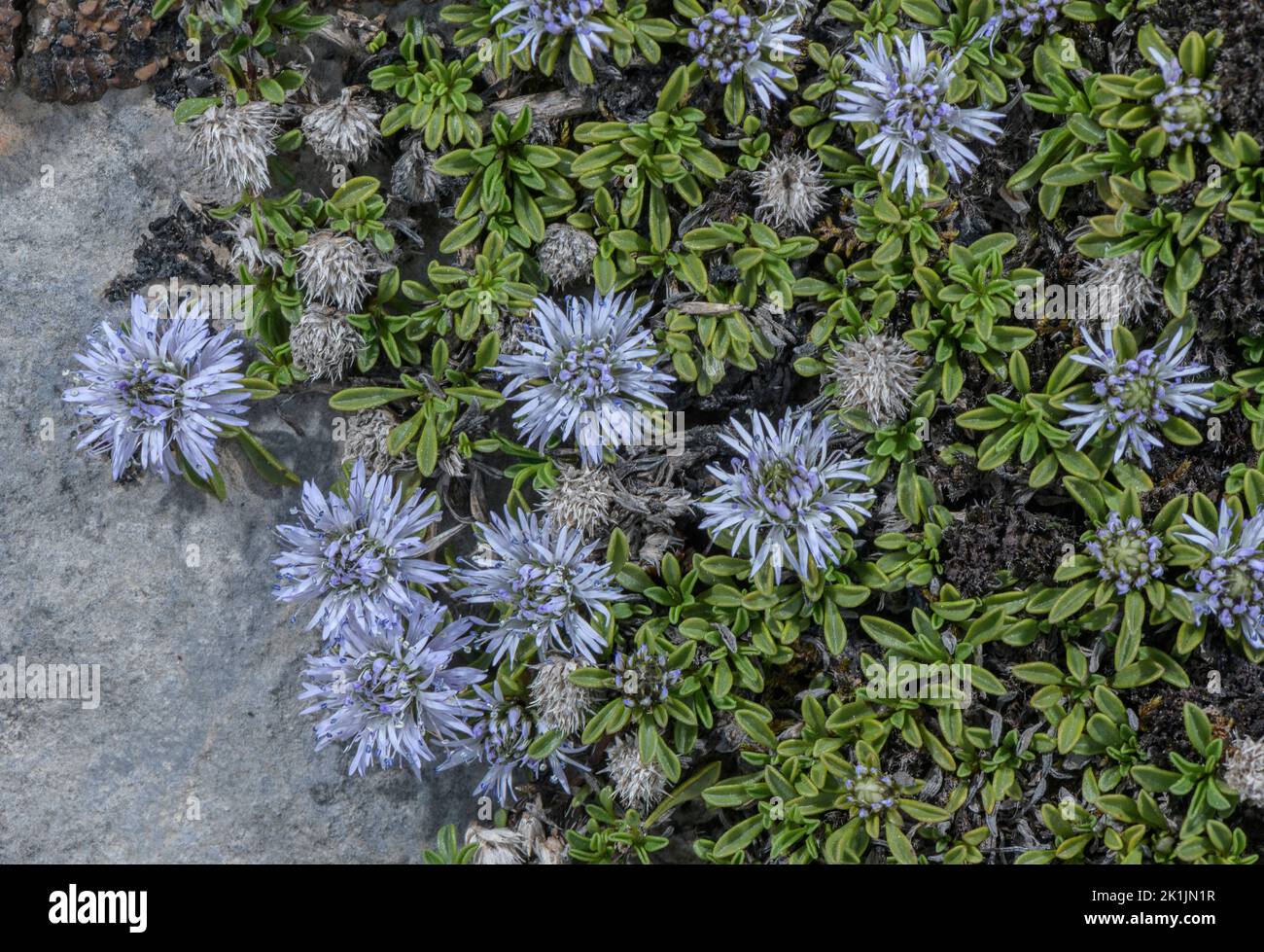 Thyme-leaved globe daisy, Globularia repens, in flower on limestone cliff, Pyrenees. Stock Photo