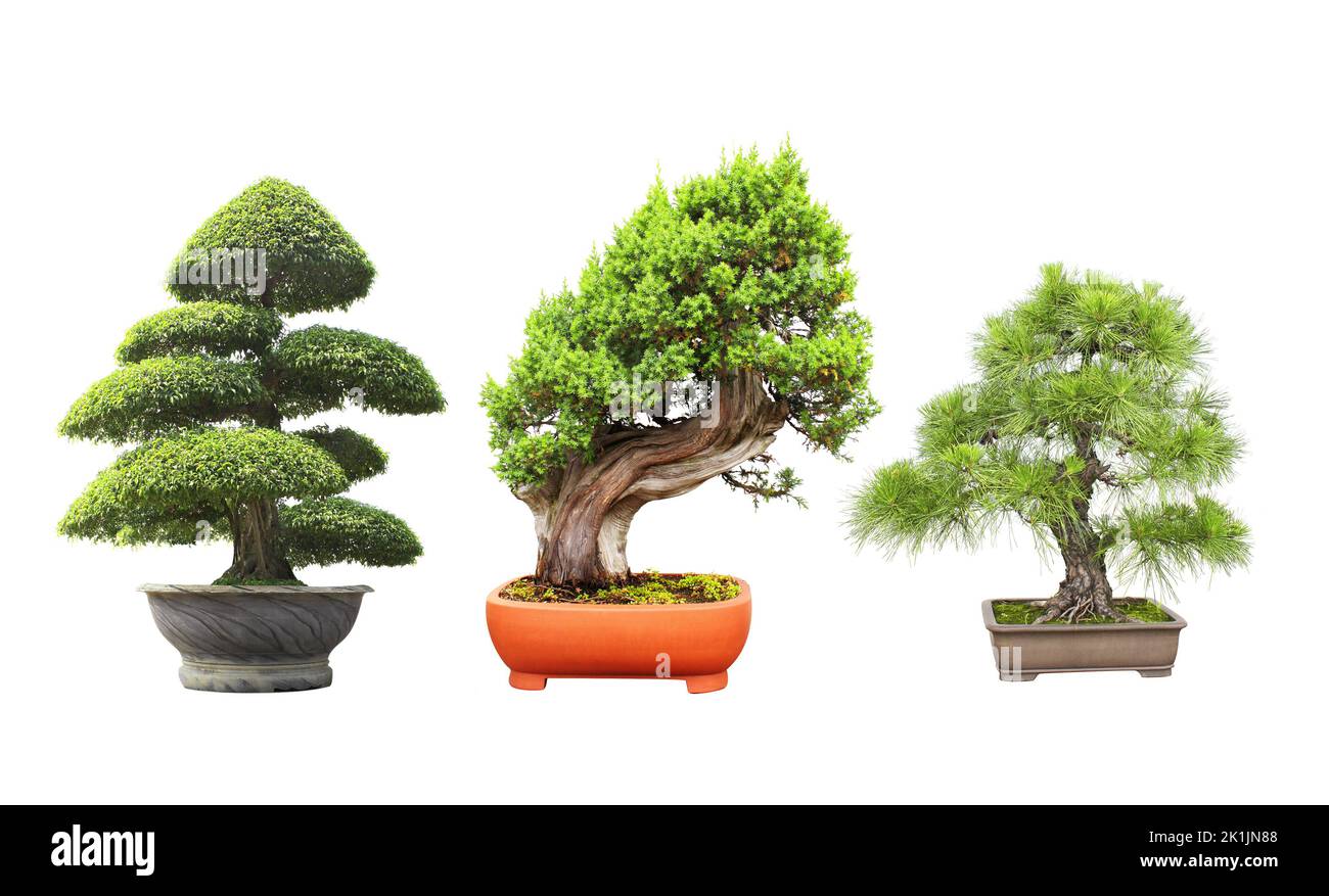 Collection of bonsai tree. Set of bonsai of different shapes in clay pots. Isolated on white