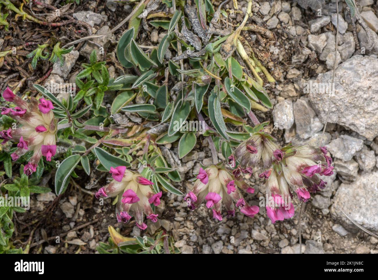 Kidney Vetch in its pink Pyrenean form, Anthyllis vulneraria subsp. pyrenaica. Pyrenees. Stock Photo