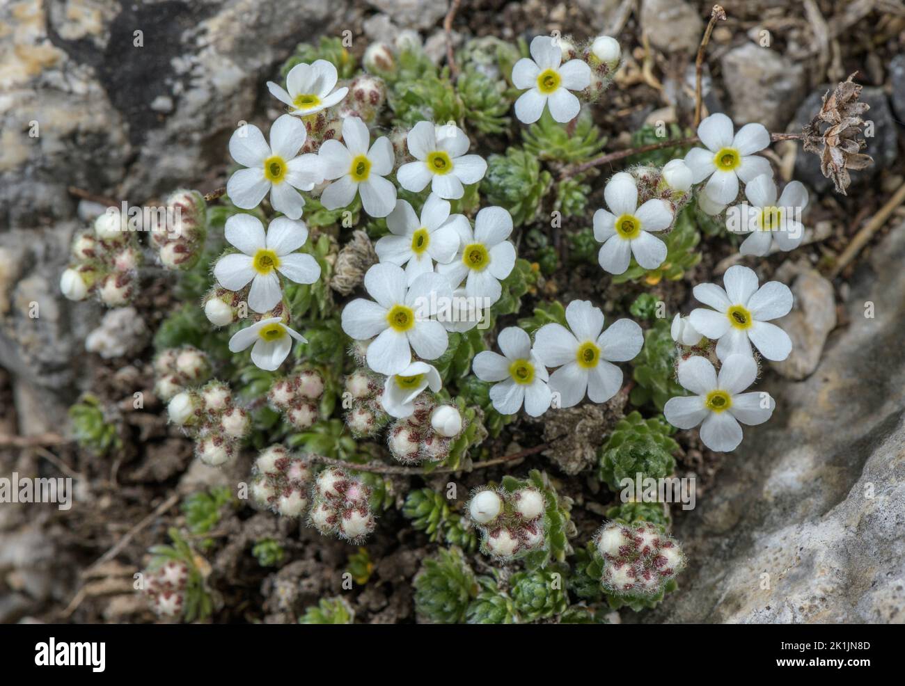 Hairy rock-jasmine, Androsace villosa, clumps in flower, on calcareous slopes in the Pyrenees. Stock Photo