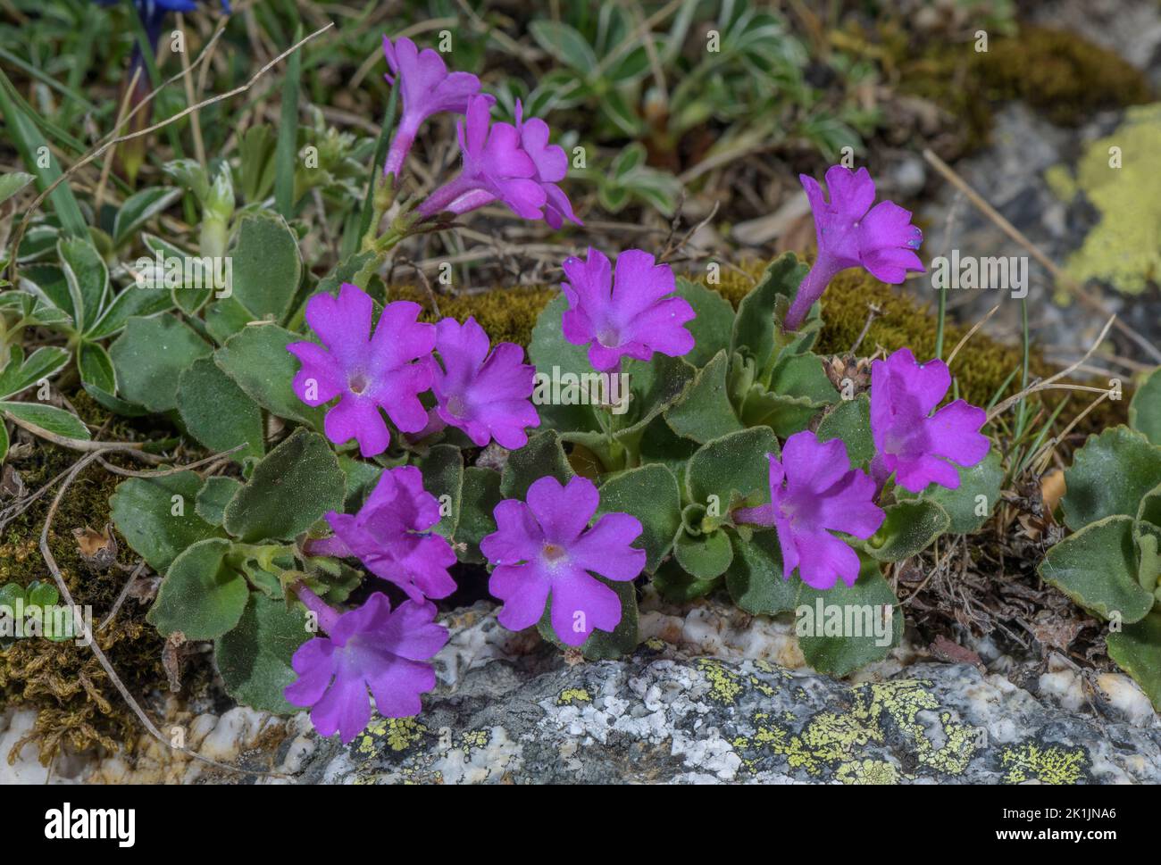 Hairy Primrose, Primula hirsuta, in flower on acid rock, high in the Pyrenees. Stock Photo