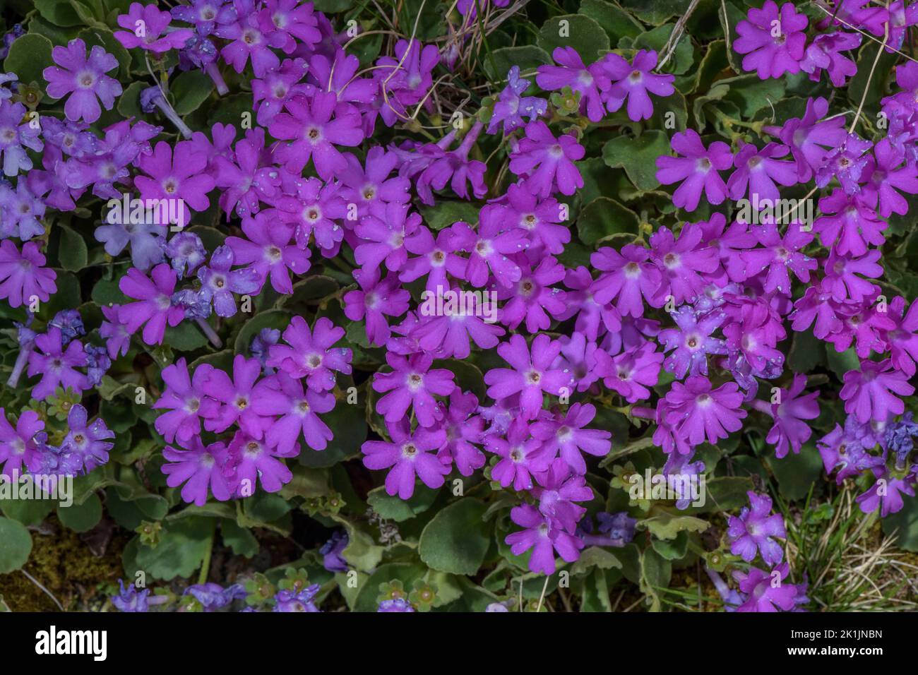 Hairy Primrose, Primula hirsuta, in flower on acid rock, high in the Pyrenees. Stock Photo