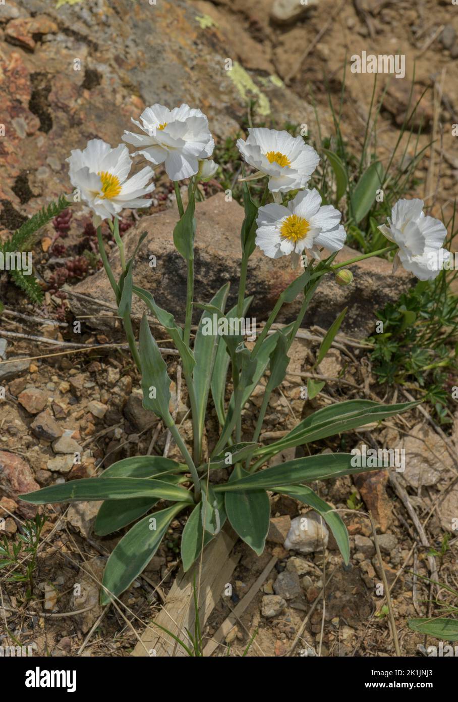 Snowy-flowered crowfoot, Ranunculus amplexicaulis, in flower in the Pyrenees. Stock Photo