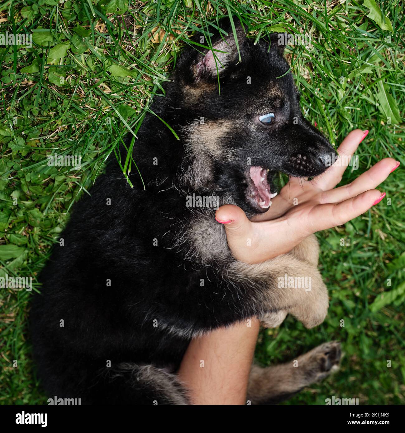 A German Shepherd puppy plays with a lady's hand with painted nails