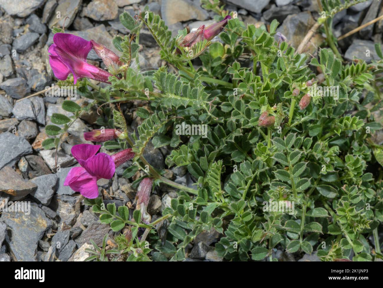 Pyrenean Vetch, Vicia pyrenaica, in flower in the Pyrenees. Stock Photo