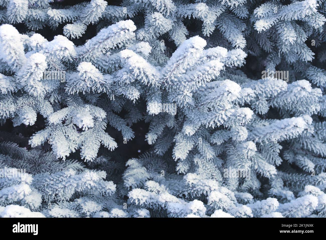 Horizontal Christmas banner with frost-covered branches of blue spruce. Holiday xmas background with snow and rime ice on fir tree. Colorado spruce tw Stock Photo