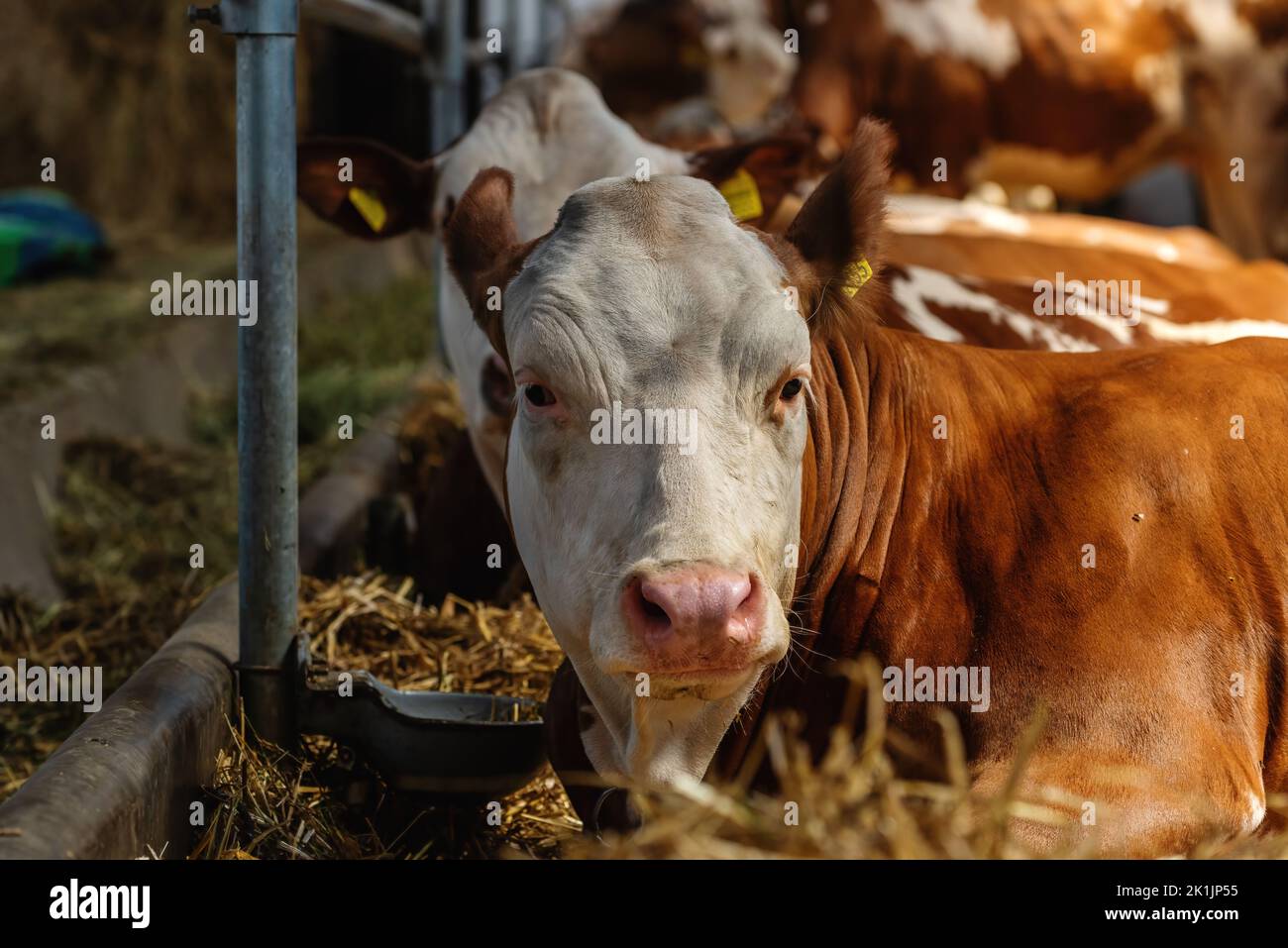 Holstein Friesian cattle on dairy farm known for high milk production, selective focus Stock Photo