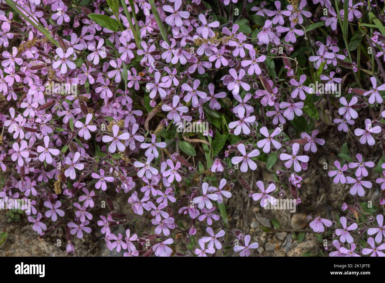 Rock soapwort, Saponaria ocymoides, in flower on limestone, Pyrenees. Stock Photo