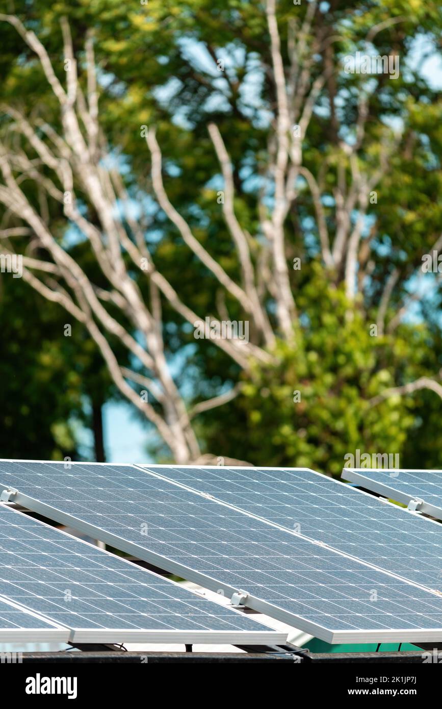 Solar panels for green and sustainable energy production with maple trees in background Stock Photo