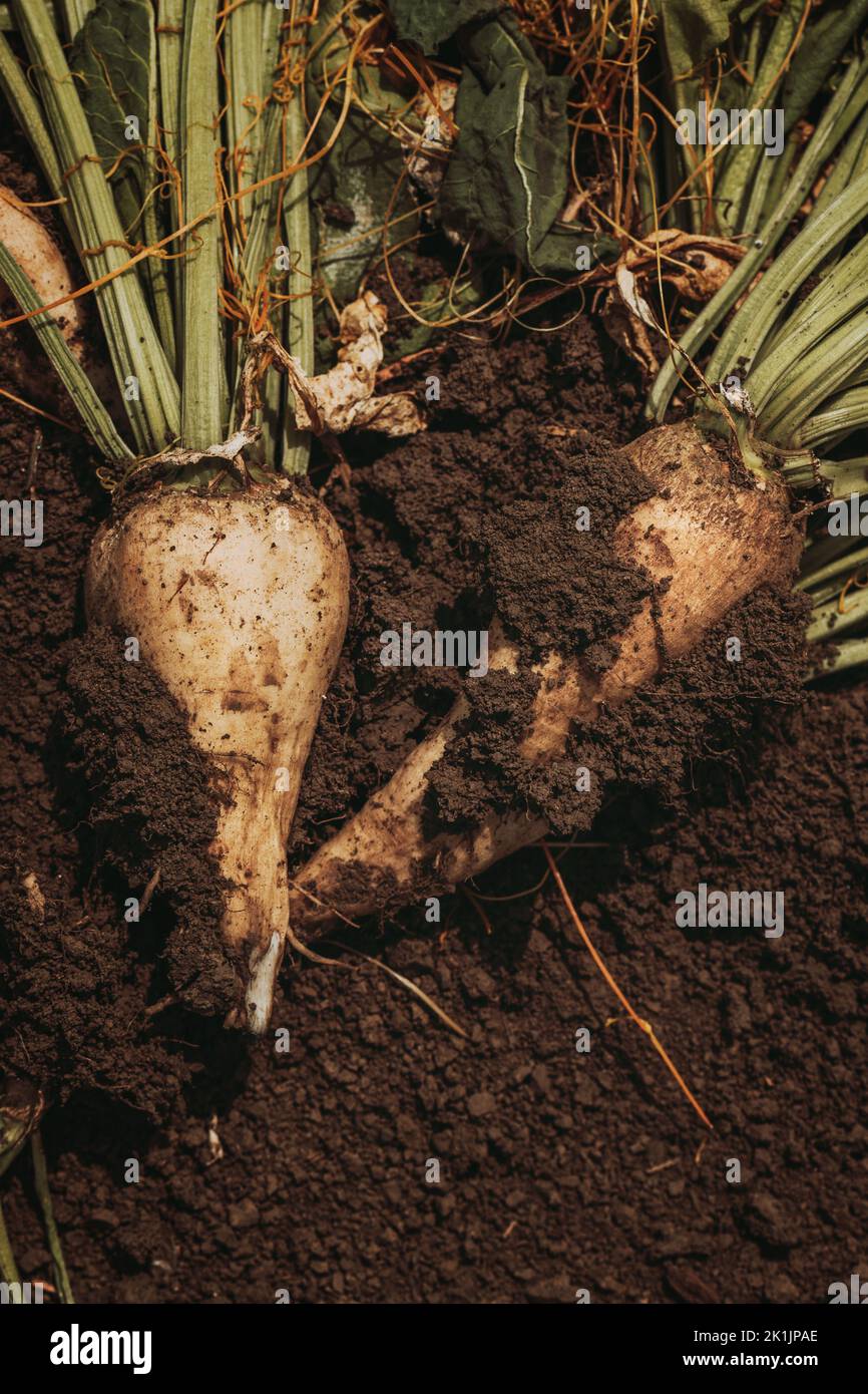 Harvested sugar beet root crop on plantation field ground, top down perspective Stock Photo