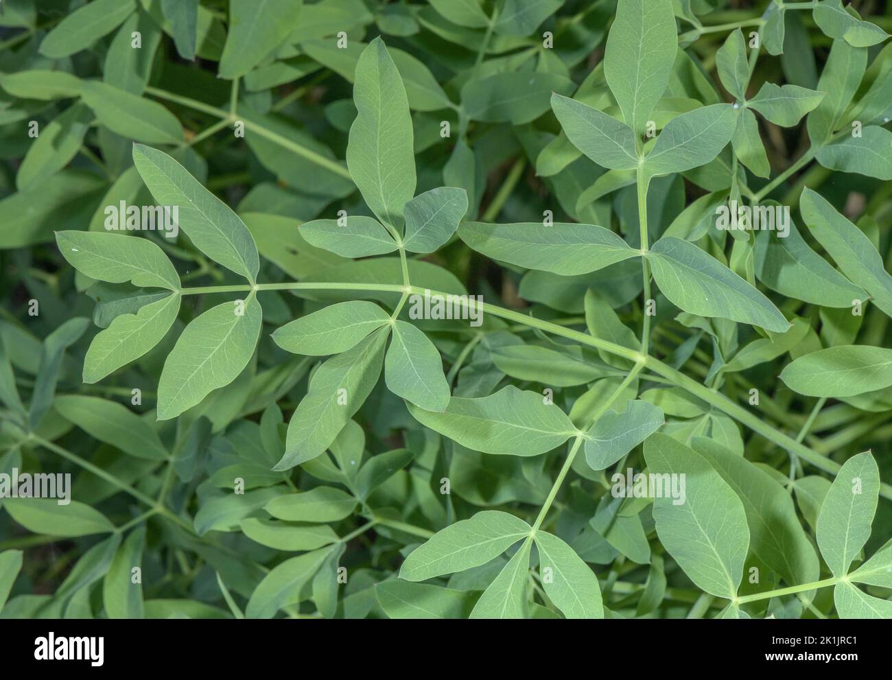 Leaves of Sermountain, Laserpitium siler. Stock Photo