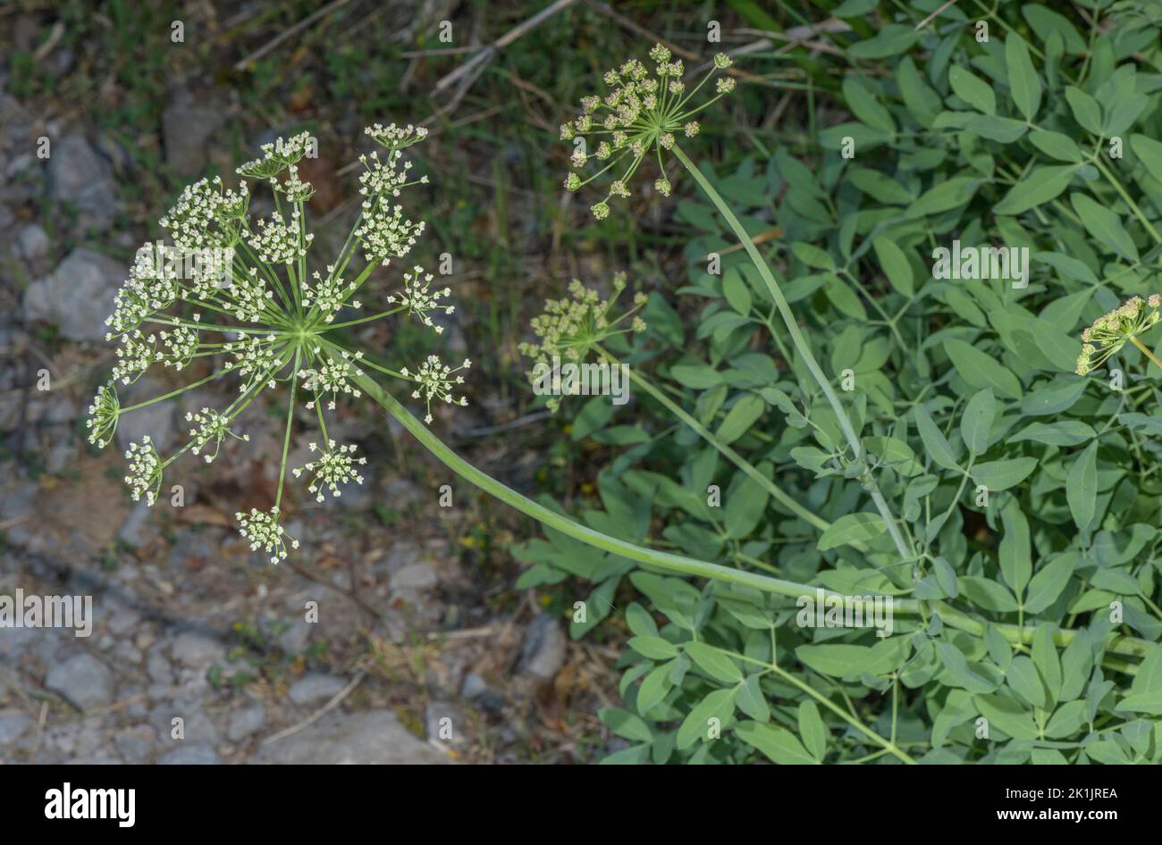 Sermountain, Laserpitium siler, in flower. Stock Photo
