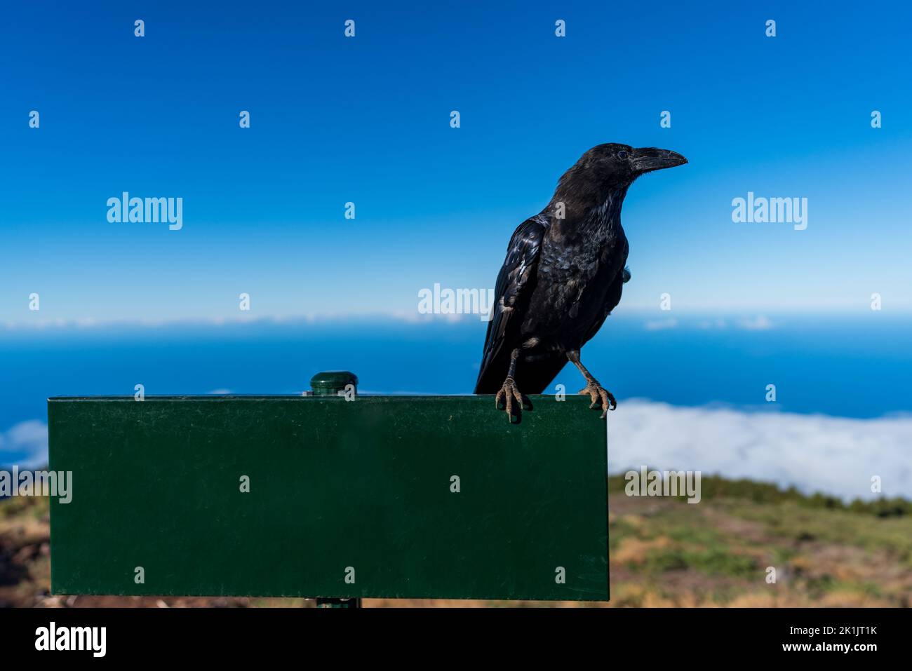 Crow over green sign for text space Stock Photo
