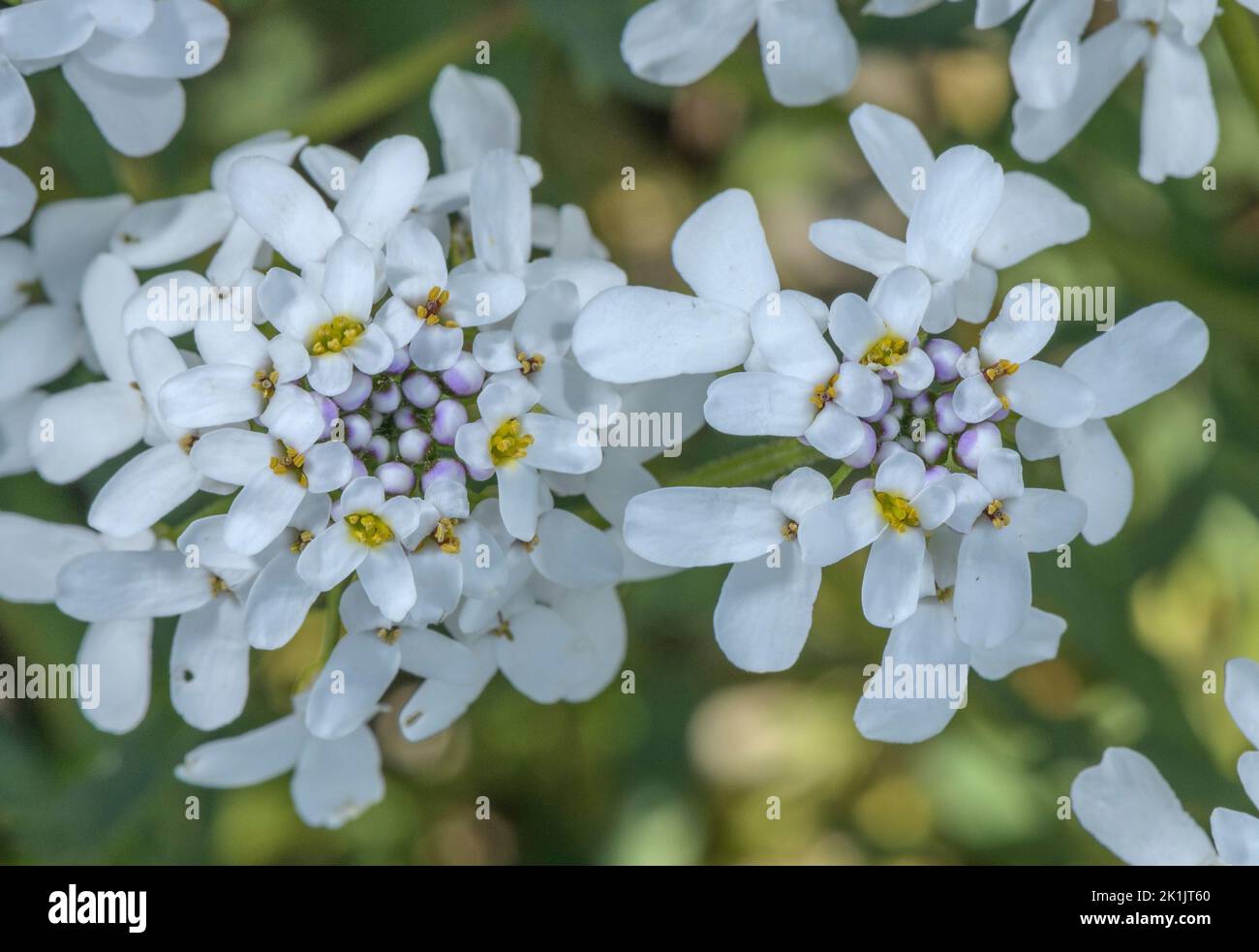 Wild candytuft, Iberis amara, in flower in dry limestone soil. Stock Photo