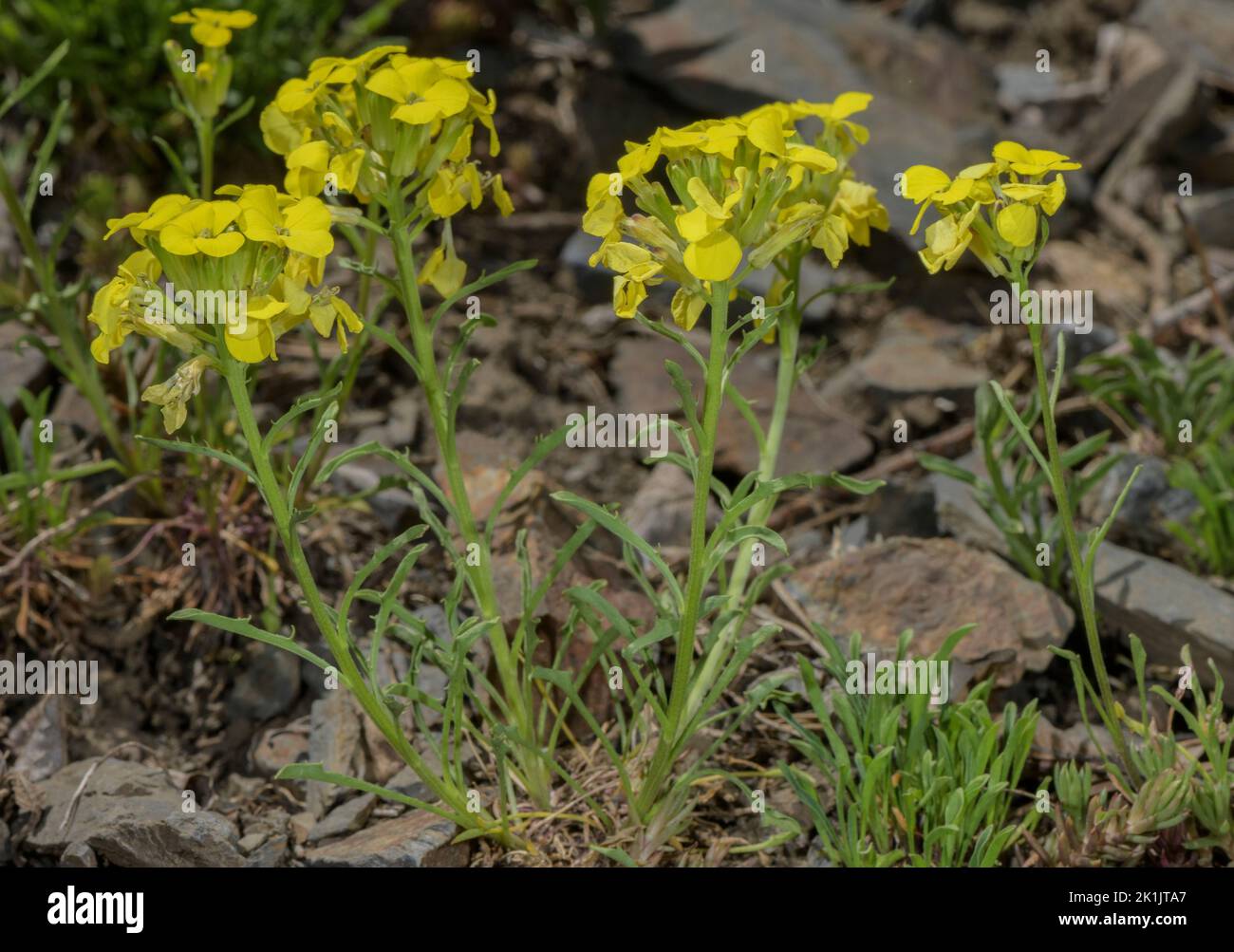 A treacle mustard, Erysimum sylvestre in flower on scree in the Pyrenees. Stock Photo
