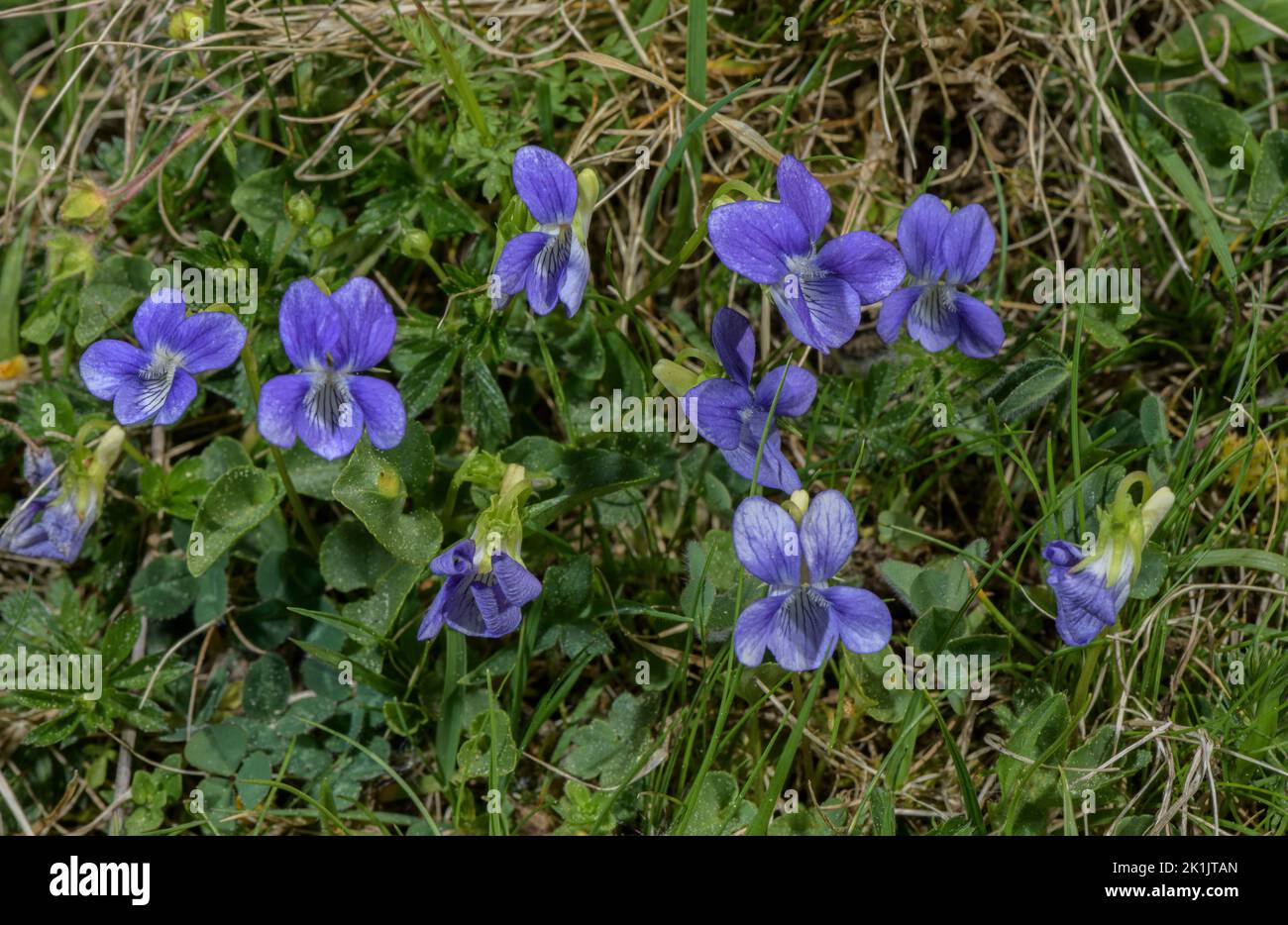 Viola Riviniana Rhs Viola riviniana. High pasture, french Pyrenees Stock Photo - Alamy
