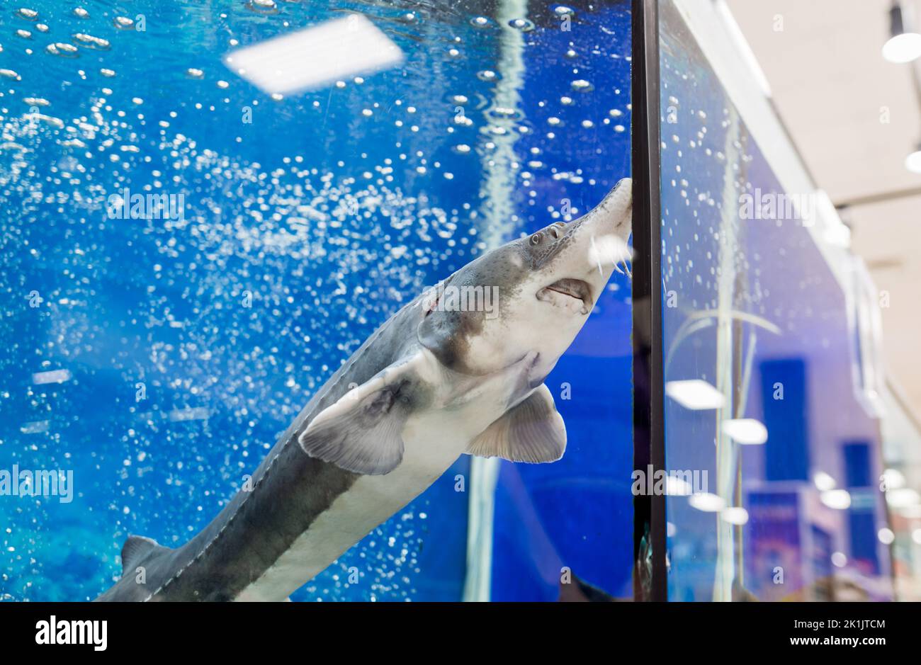 Sterlet Fish Sturgeon. fresh fish in the supermarket aquarium Stock ...