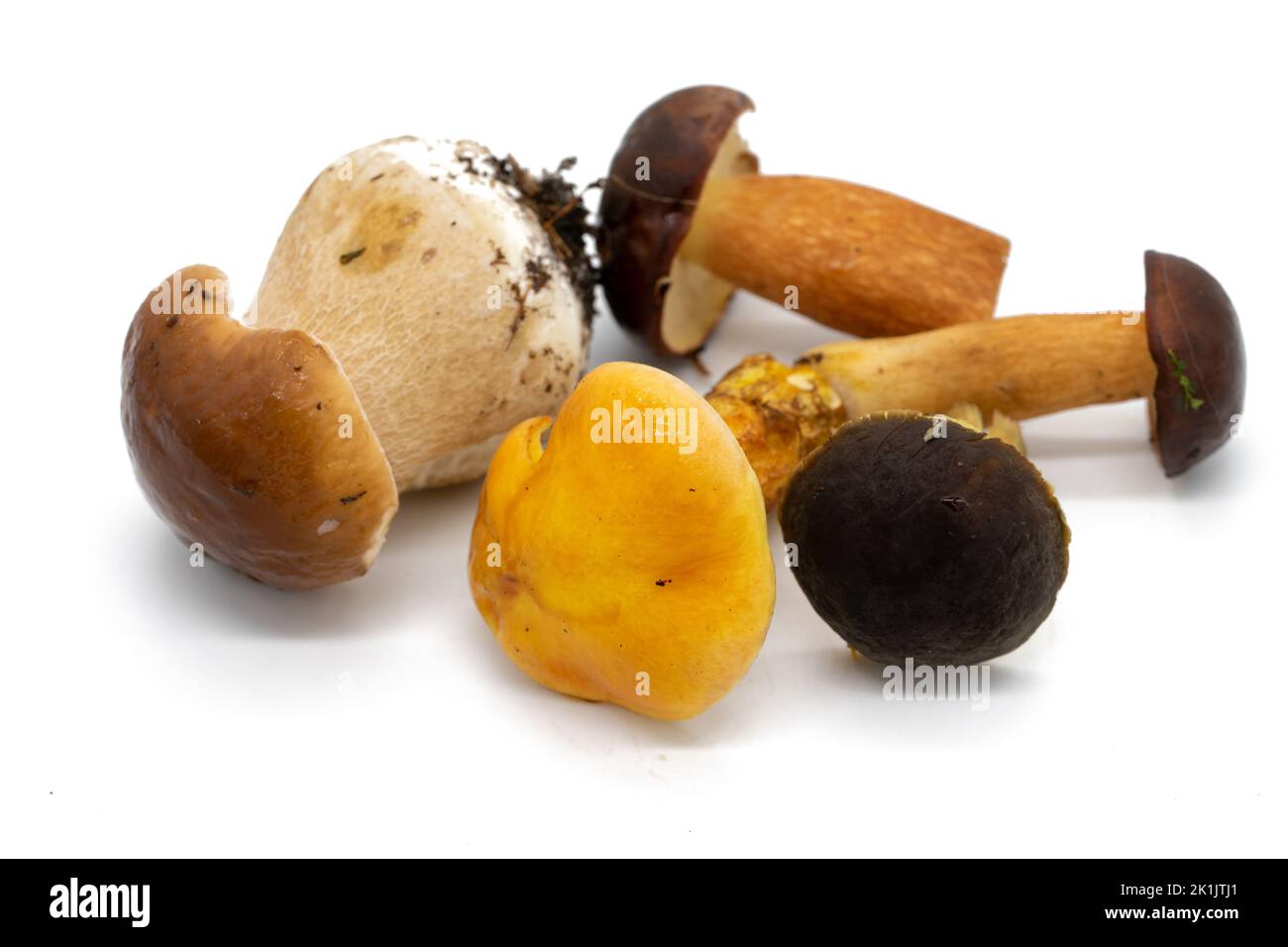 Mixture of mushrooms isolated in autumn Stock Photo