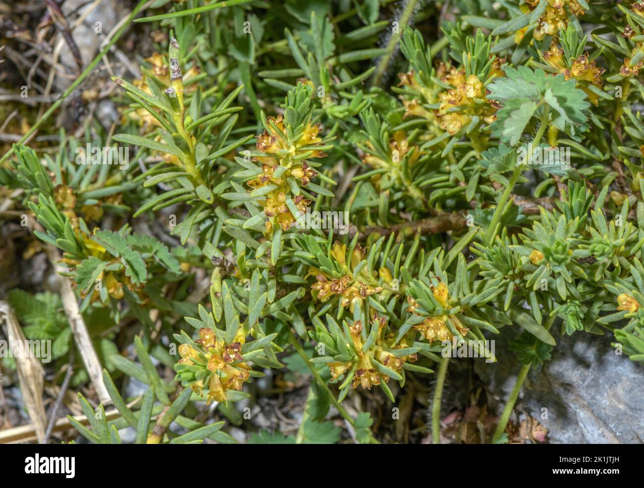 A Sparrow-wort, Thymelaea ruizii, in flower in the French Pyrenees. Stock Photo