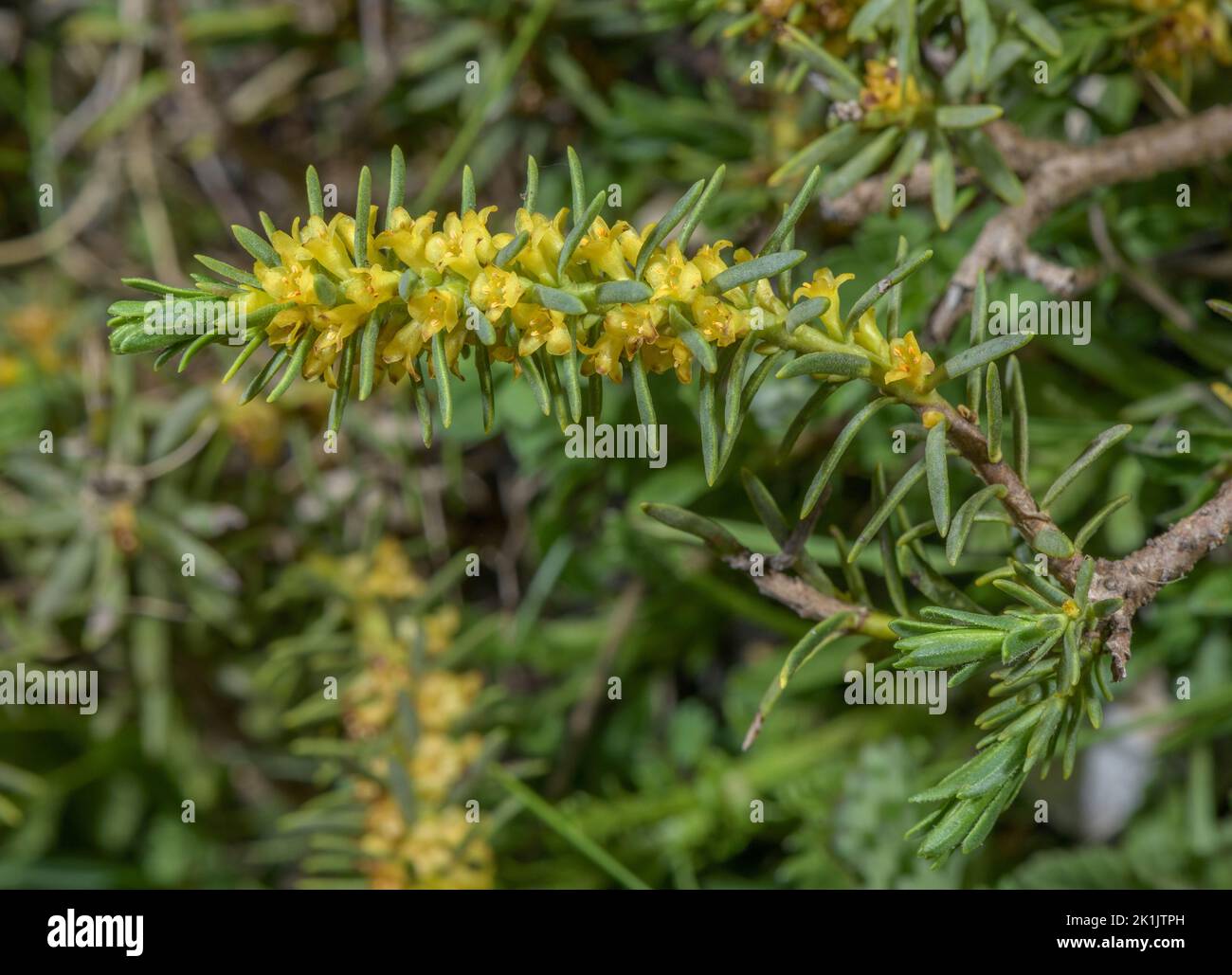 A Sparrow-wort, Thymelaea ruizii, in flower in the French Pyrenees. Stock Photo