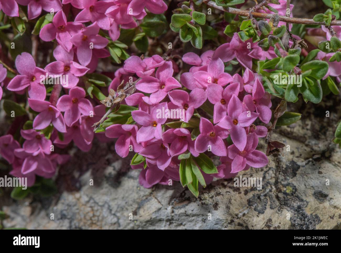 Garland flower, Daphne cneorum in flower in high pasture, Pyrenees. Stock Photo