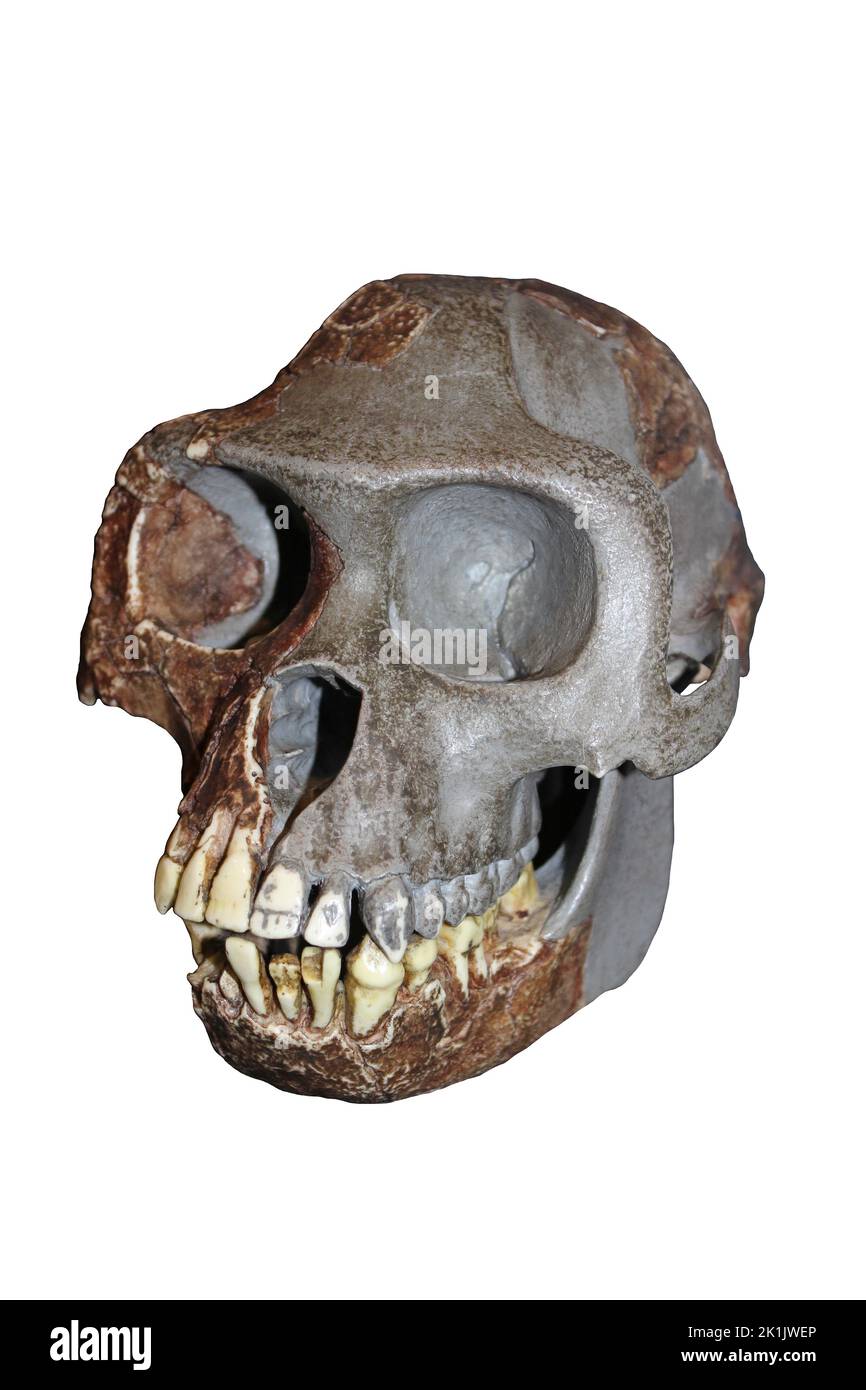 Ardipithecus ramidus Stock Photo