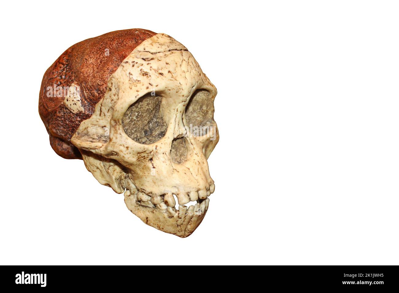 Taung Child Skull - Australopithecus africanus Stock Photo