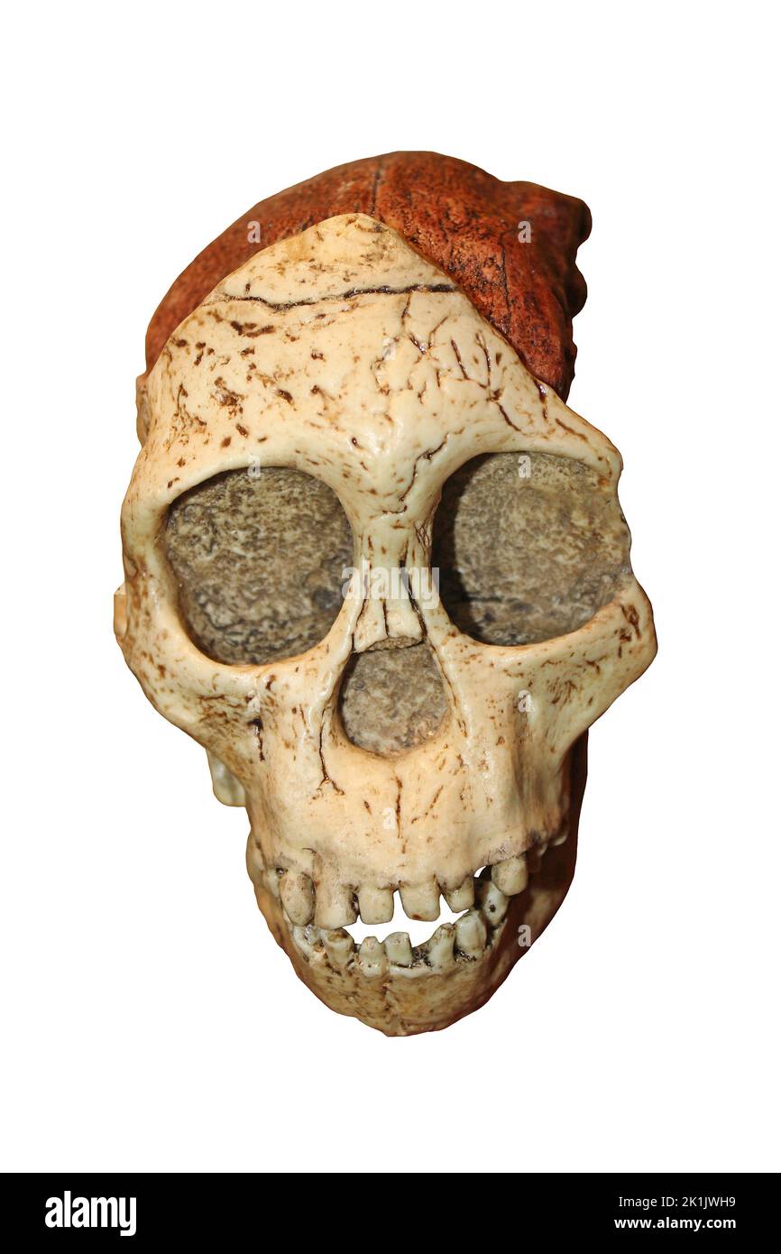 Taung Child Skull - Australopithecus africanus Stock Photo