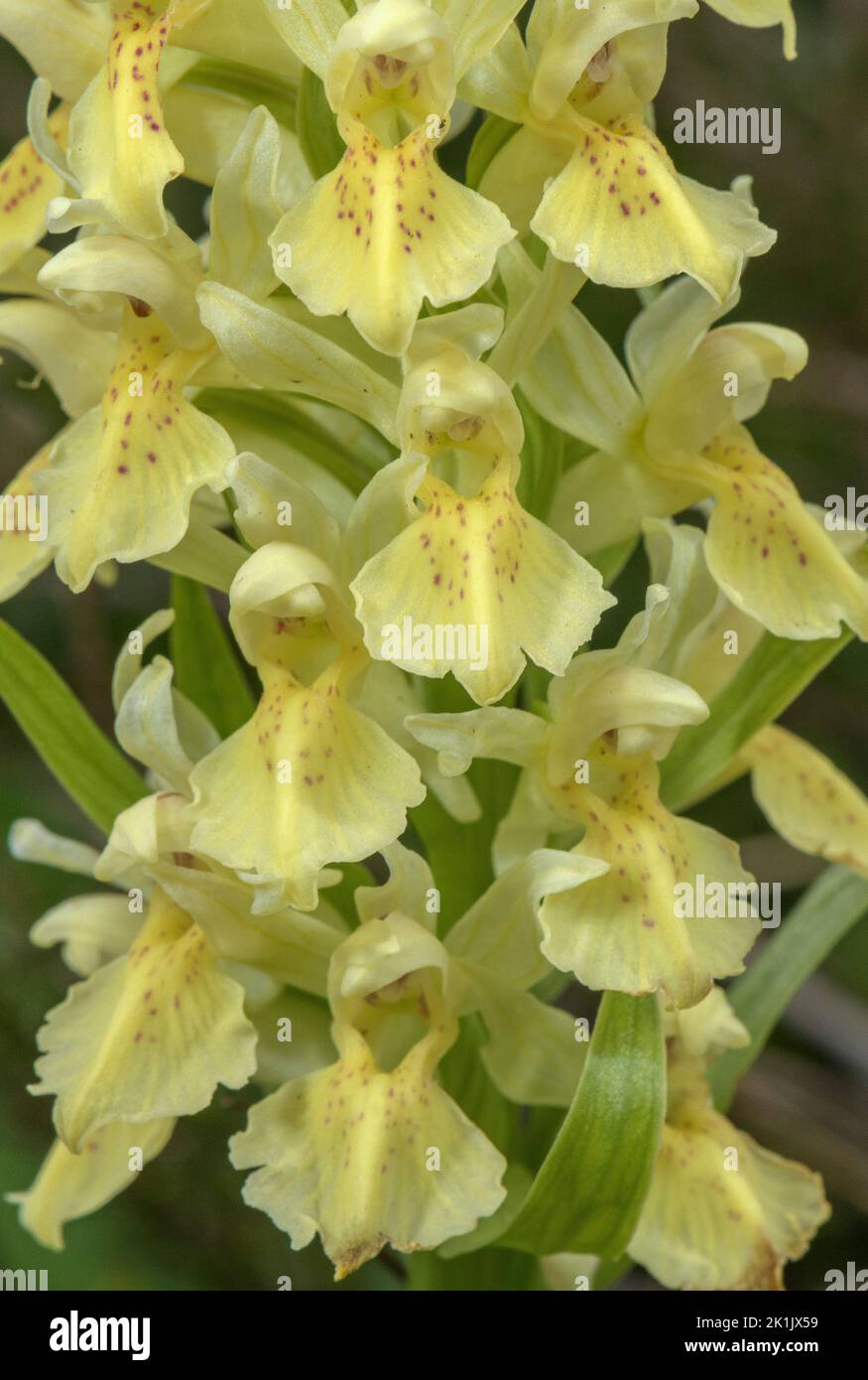 Flowers of Elder-flowered Orchid, Dactylorhiza sambucina, yellow form ...