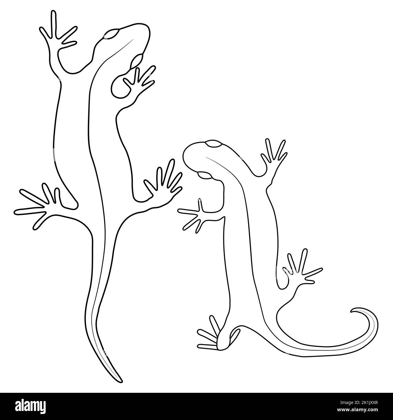 Set of lizards reptile gecko outline vector illustration. Simple line ...