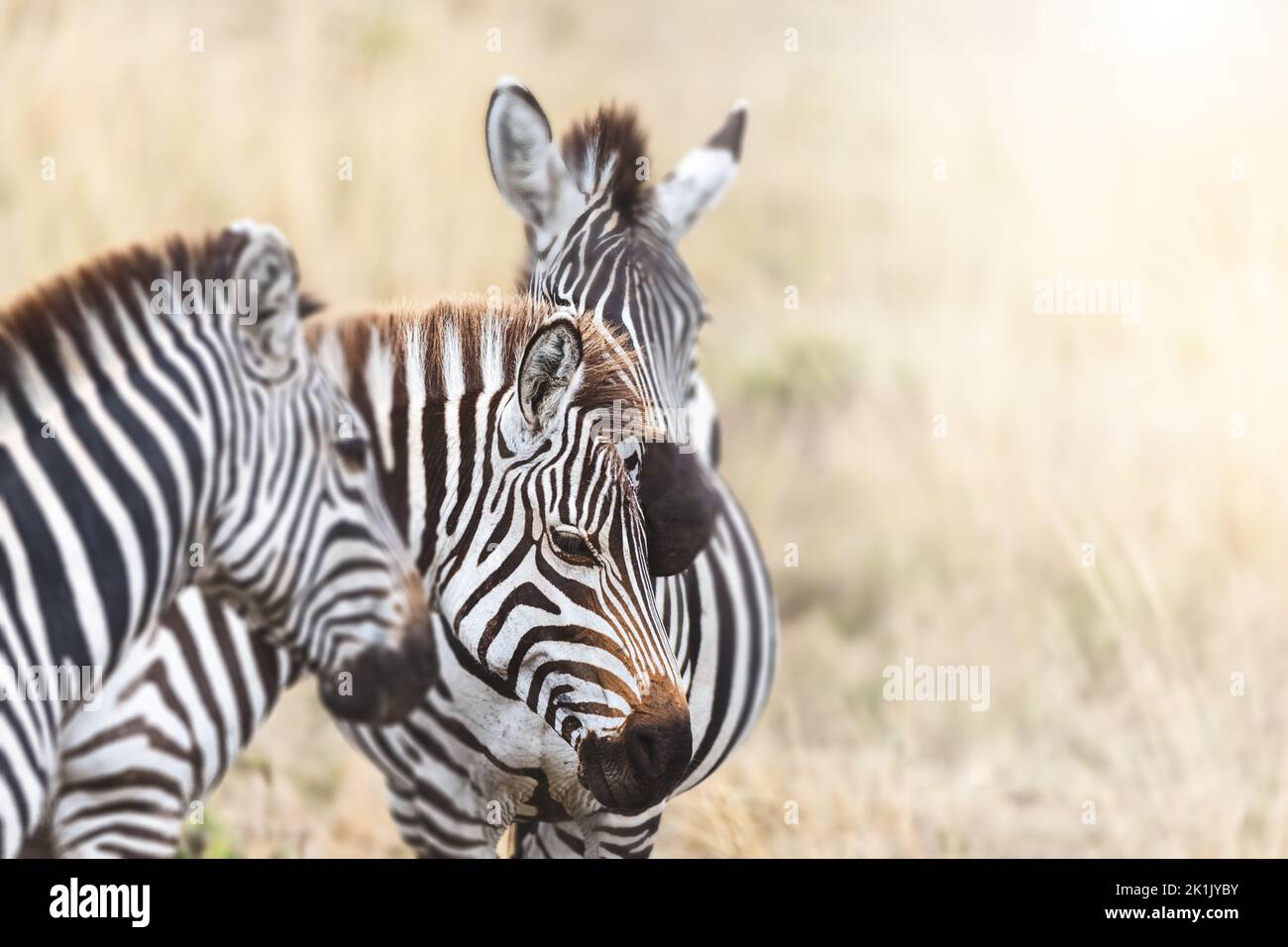 Group of Plains Zebra, equus quagga, standing in the red oat grass of the Masai Mara, Kenya. In afternoon sunlight with space for your text. Stock Photo