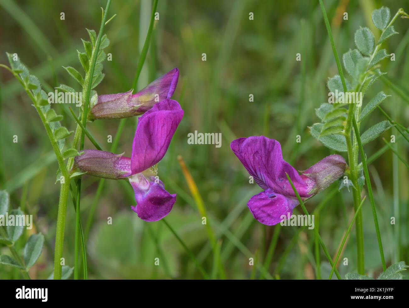 Pyrenean Vetch, Vicia pyrenaica, in flower in the Pyrenees. Stock Photo