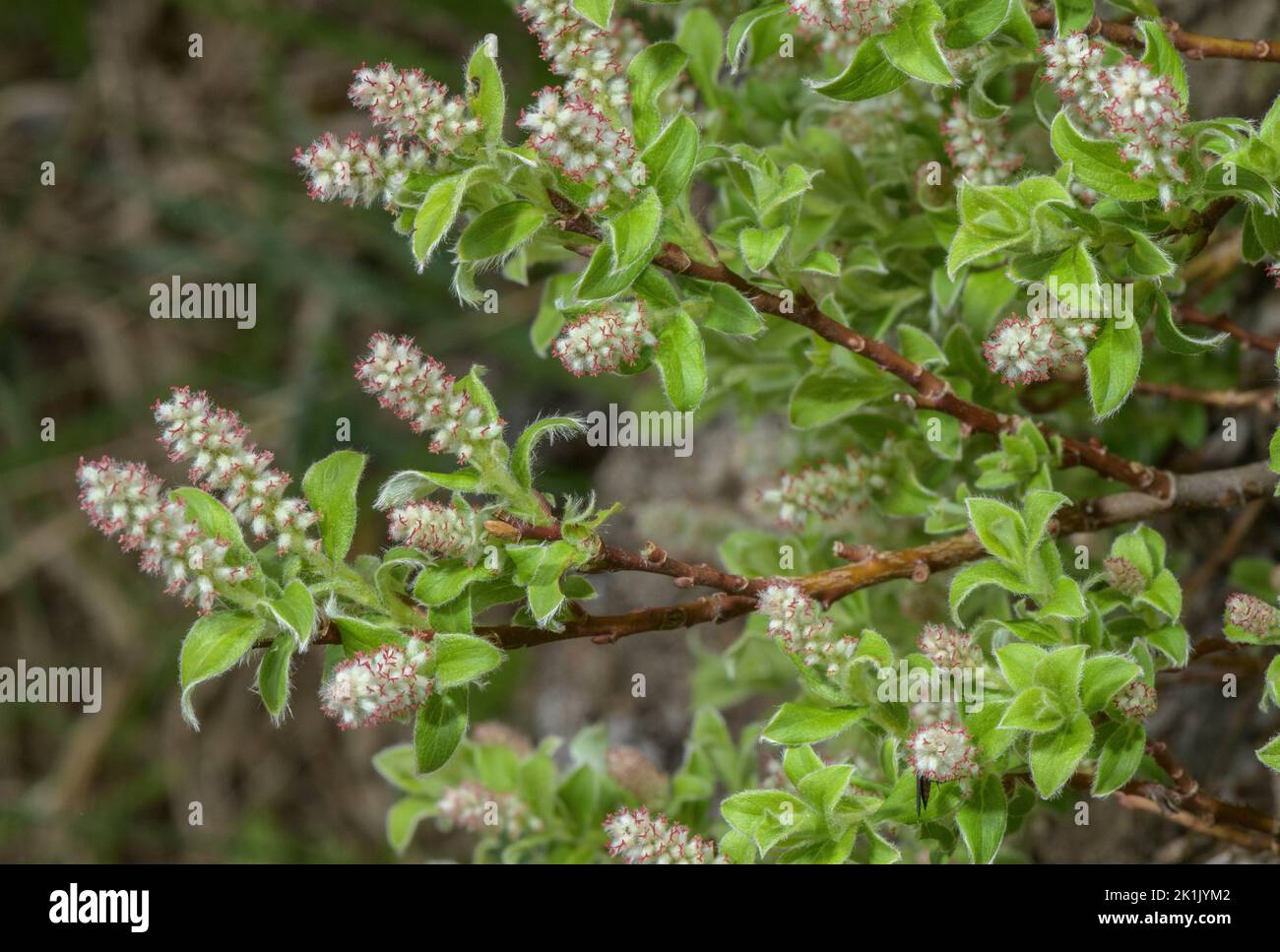 Female Pyrenean Willow, Salix pyrenaica in flower. Stock Photo