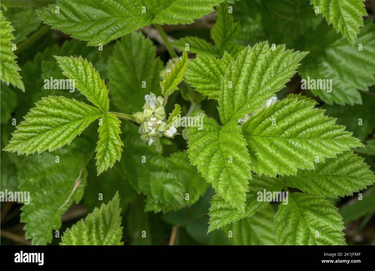 Stone Bramble, Rubus saxatilis, in flower in spring Stock Photo - Alamy