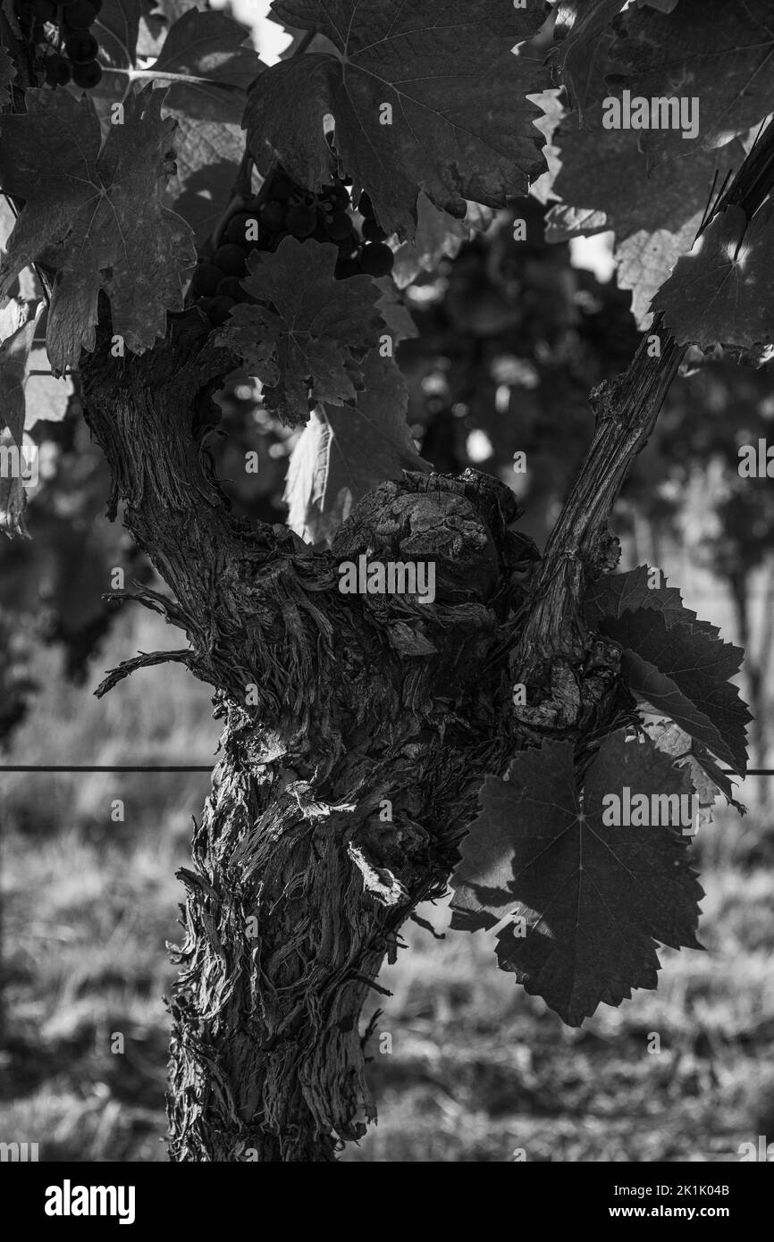 Old vine trunk Black and White Stock Photos & Images - Alamy