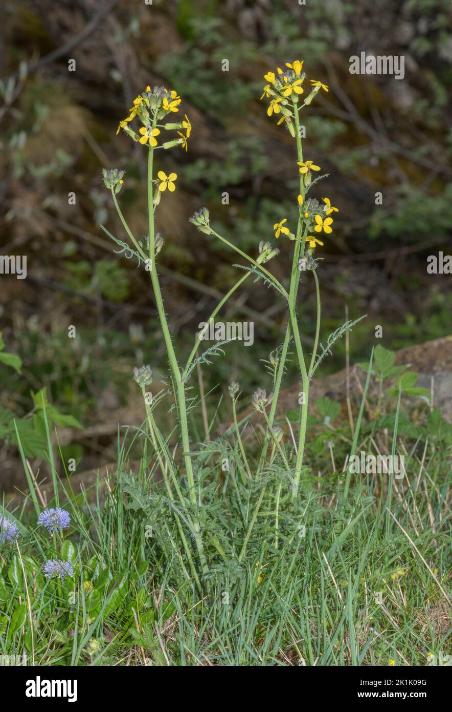 Watercress-leaved Rocket, Erucastrum nasturtiifolium, in flower, Pyrenees. Stock Photo