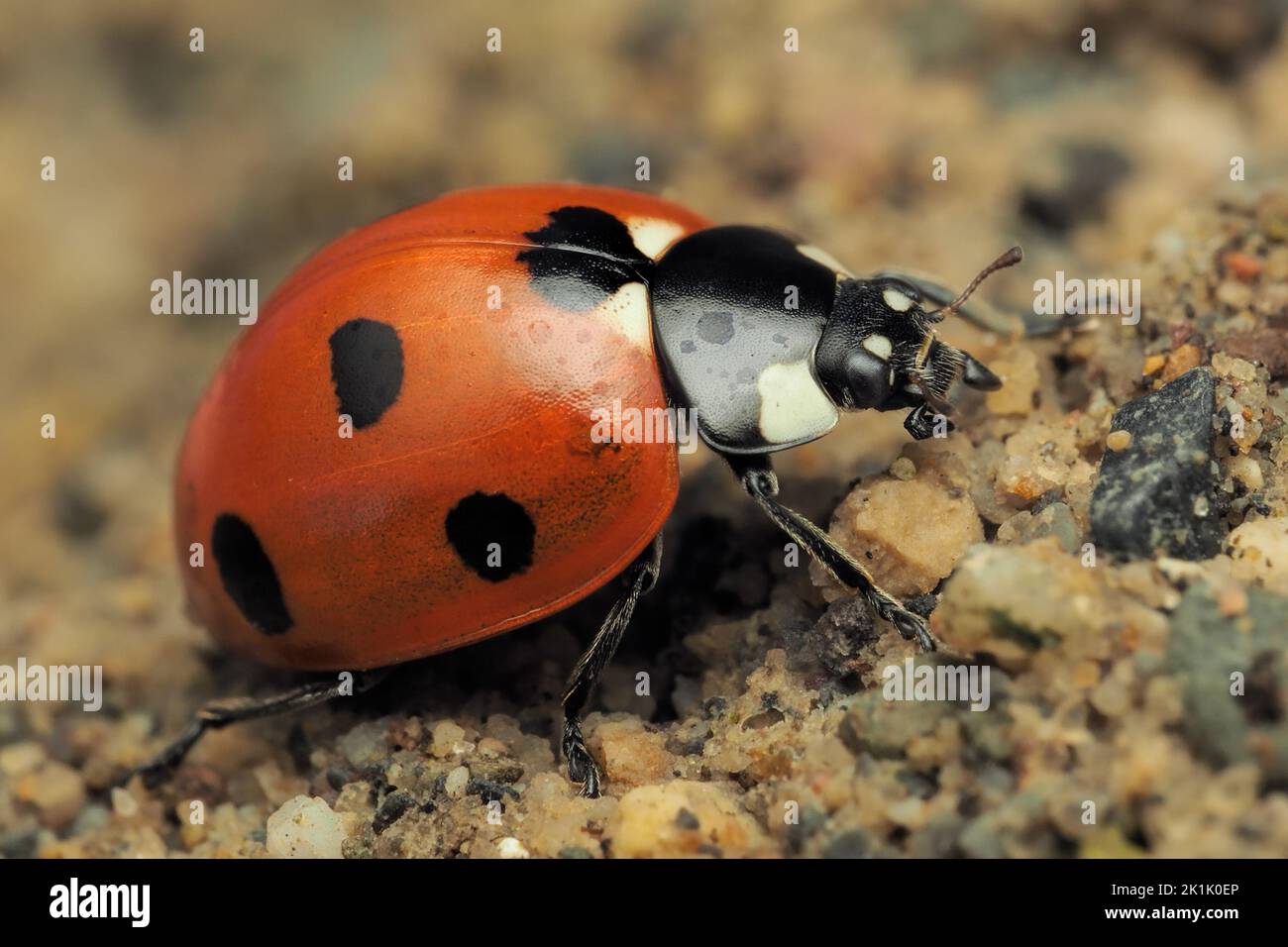 7-spot Ladybird (Coccinella septempunctata) crawling on ground. Tipperary, Ireland Stock Photo