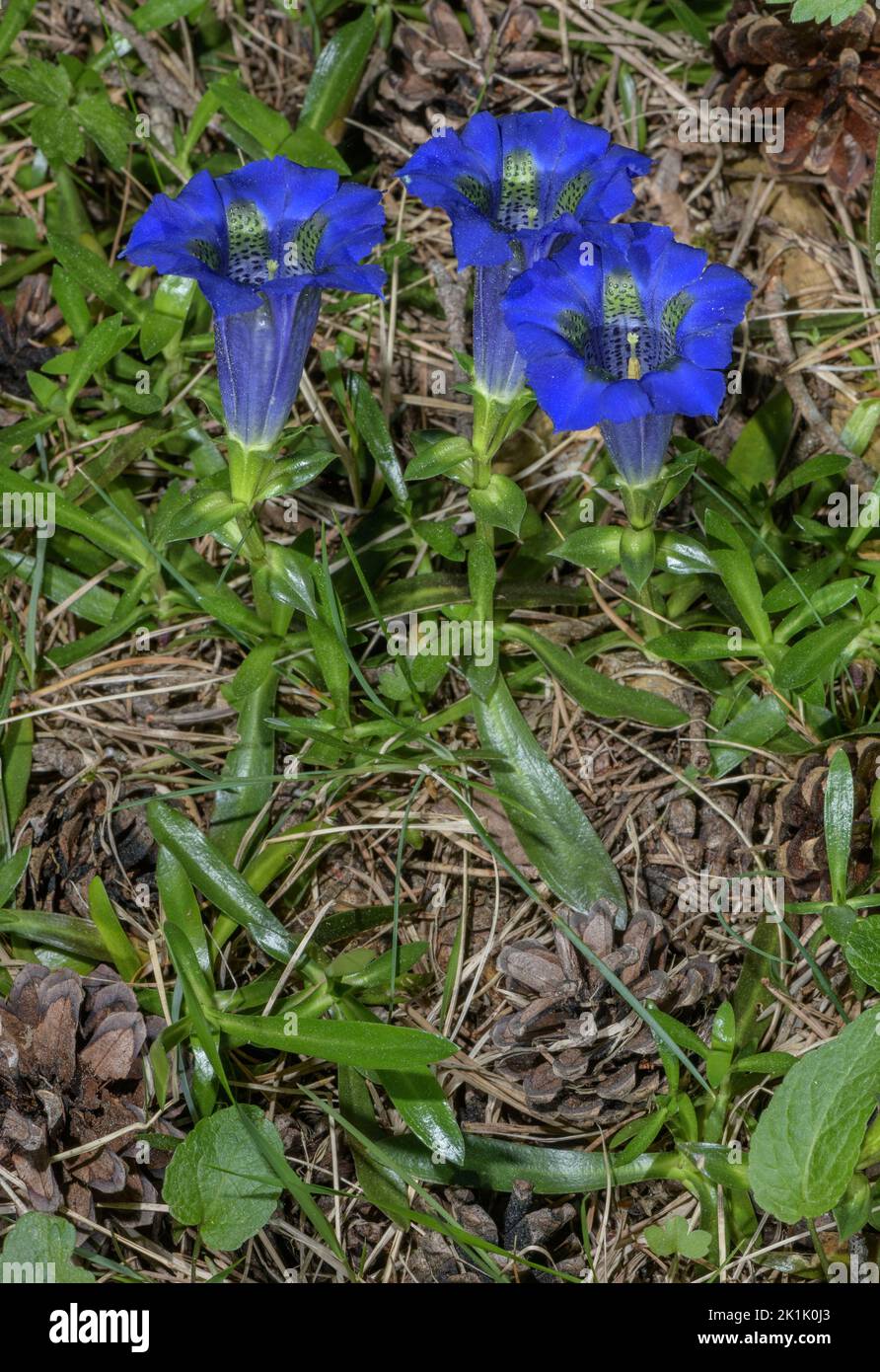 Narrow-leaved Trumpet Gentian, Gentiana angustifolia, in flower on limestone, Vercors Mountains, France. Stock Photo