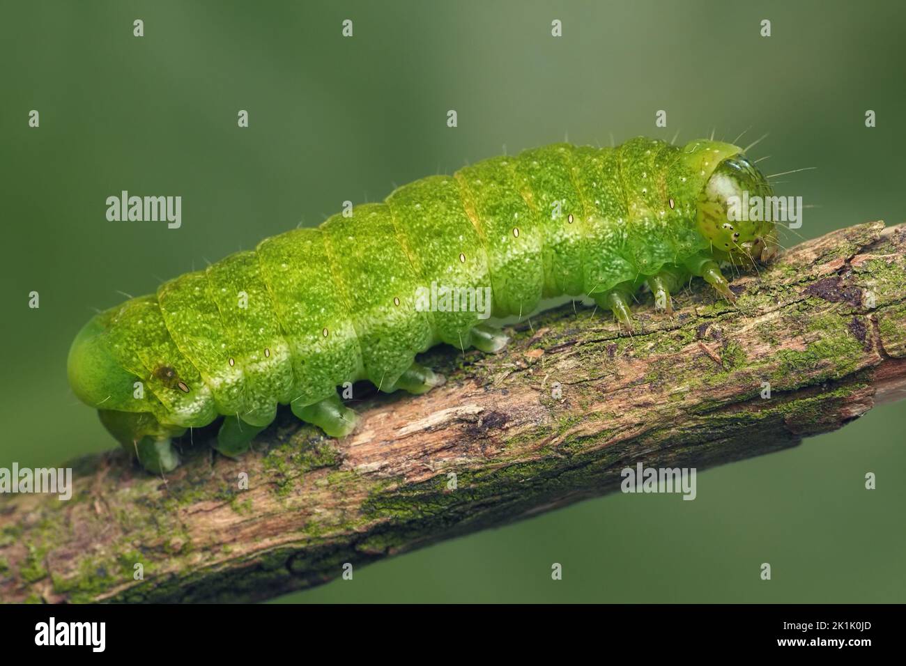 Angle Shades moth caterpillar (Phlogophora meticulosa) crawling on twig. Tipperary, Ireland Stock Photo