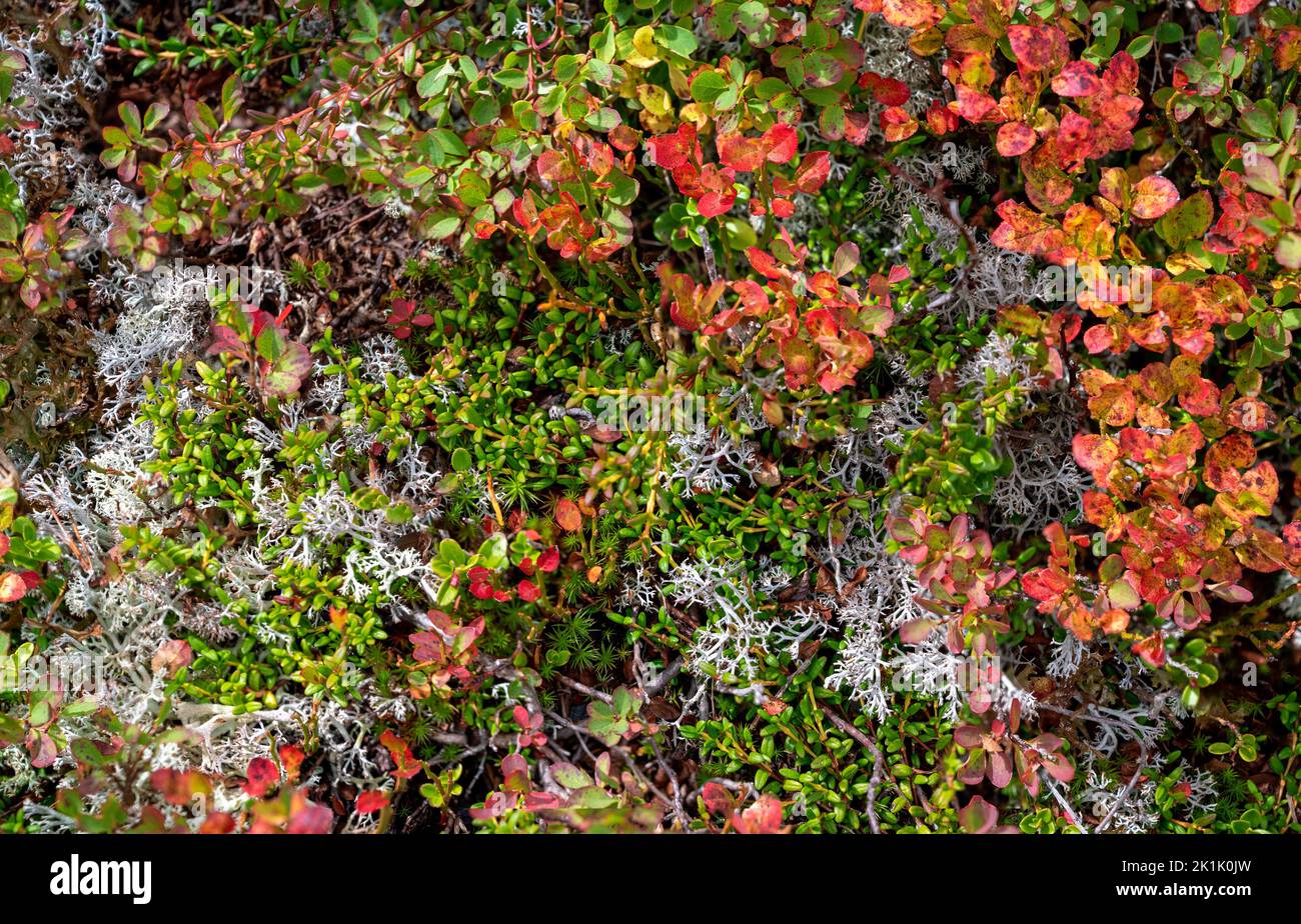 white lichens and lingonberry shrubs with partly red leaves on an alp at late summer on the mountain Turnthaler in Tirol, Austria Stock Photo