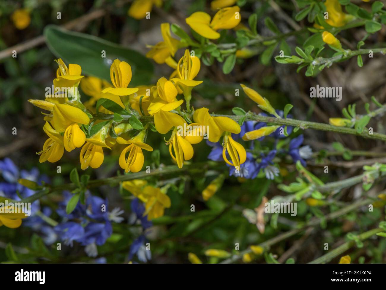 A low-growing Hairy greenweed, Genista pilosa, in the Vercors mountains. Stock Photo