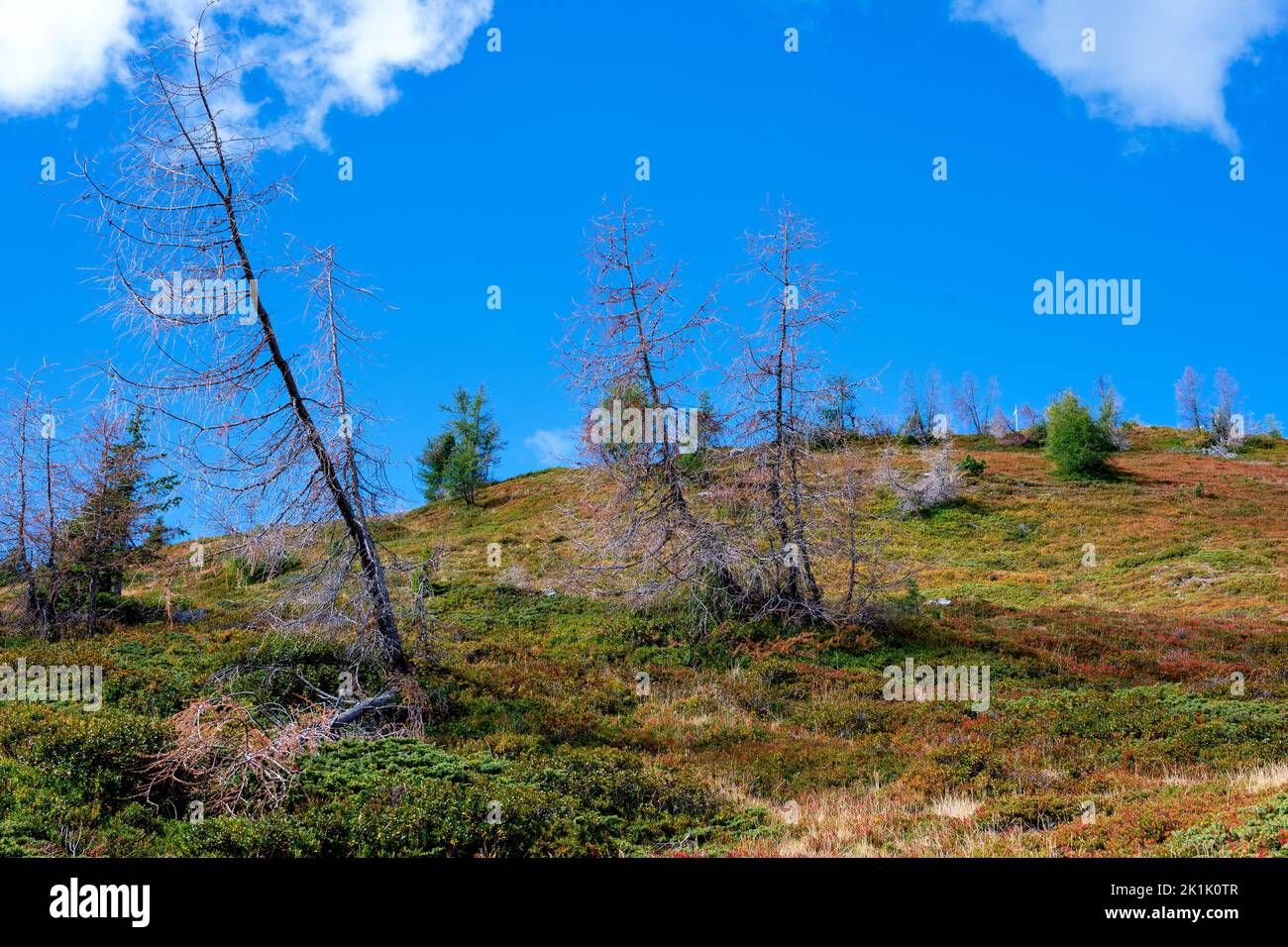 hillside with dwarf shrubs and dry trees on an alp at late summer on the mountain Turnthaler in Tirol, Austria Stock Photo