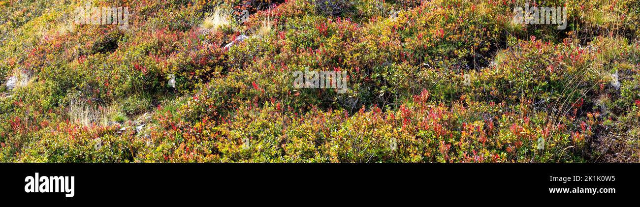 Panoramic view of a slope with lingonberry shrubs with partly red leaves on an alp at late summer on the mountain Turnthaler in Tirol, Austria Stock Photo